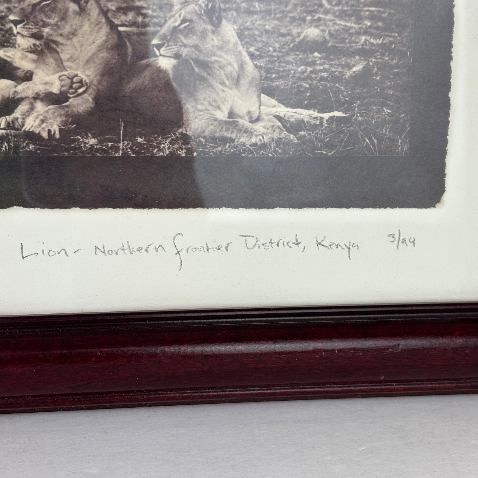 Framed Photo “Lion- Northern Frontier District Kenya” 12″ x 10.5″ Vintage