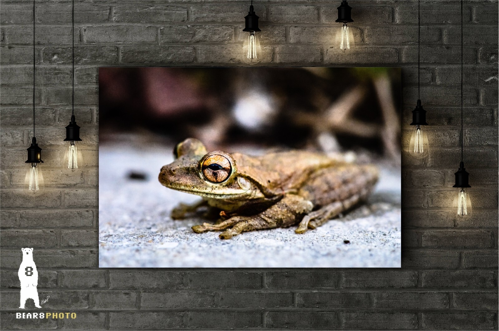 Cuban Tree Frog – Fine Art Macro Photography Prints – by Bear8Photo