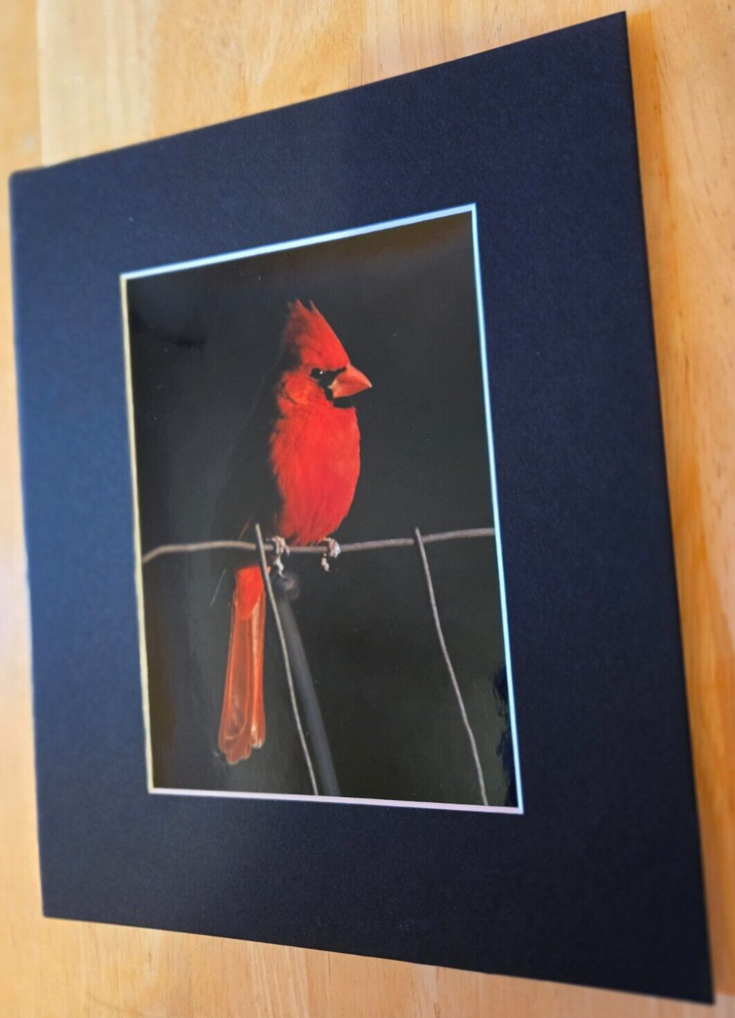 Cardinal Bird 5″ X 7″ Unsigned Photograph on 8″ X 10″ Black Cardboard Frame
