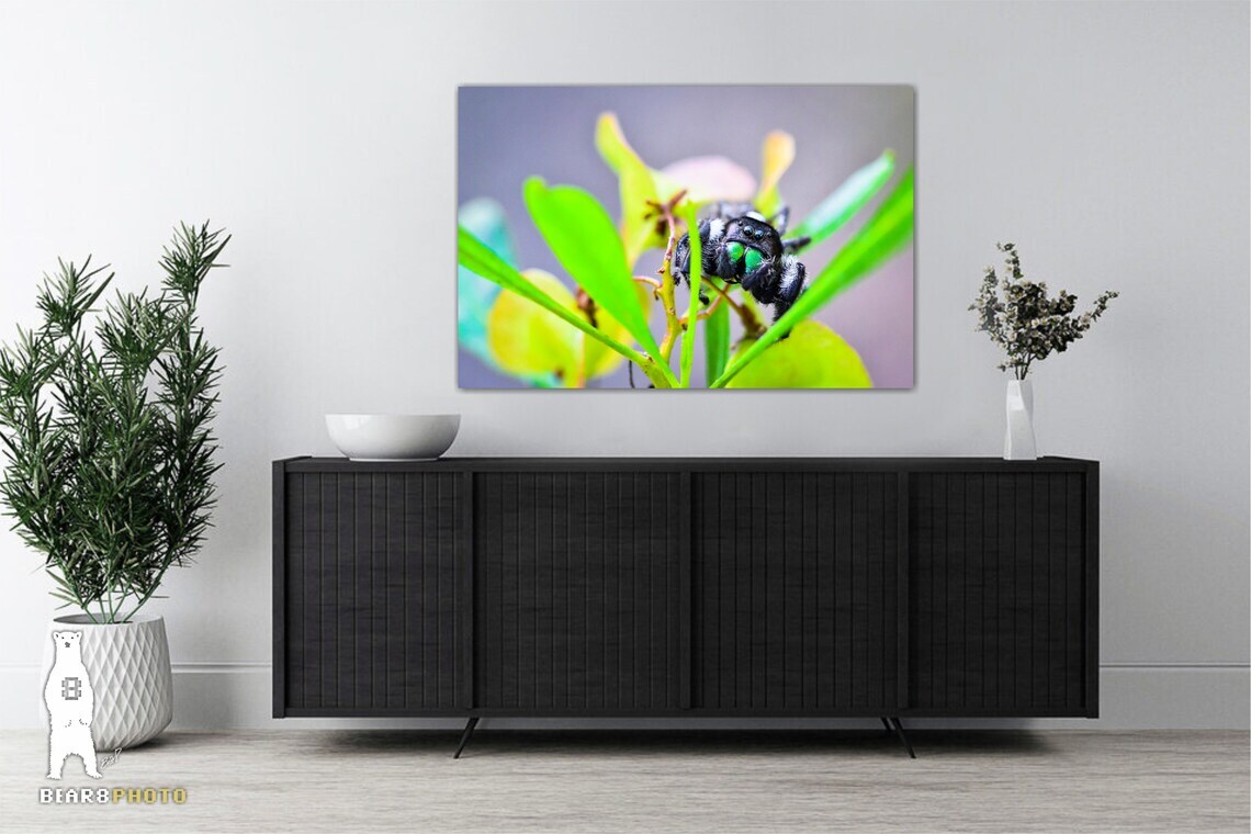 Daring Jumping Spider – Fine Art Macro Photography Prints – by Bear8Photo