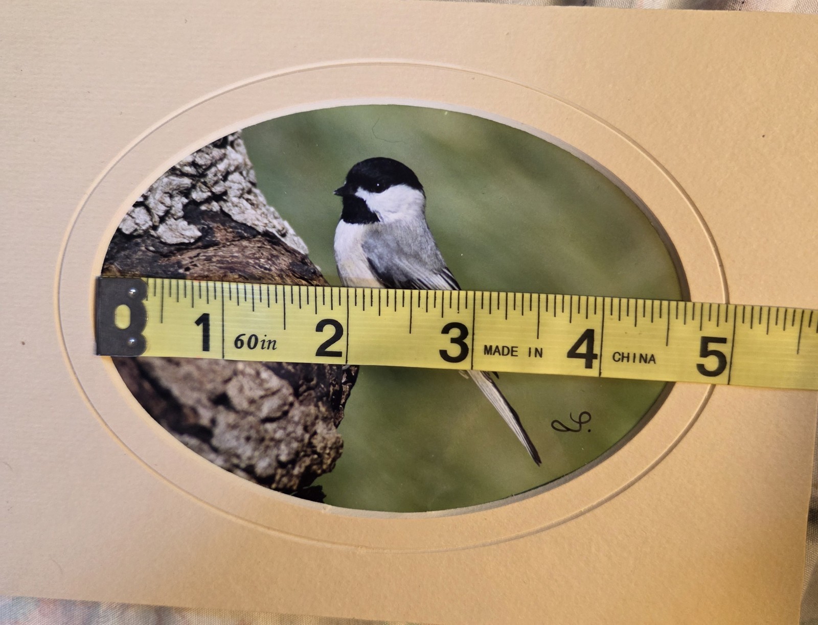 Chickadee Photograph Matted Bird In Tree Wildlife