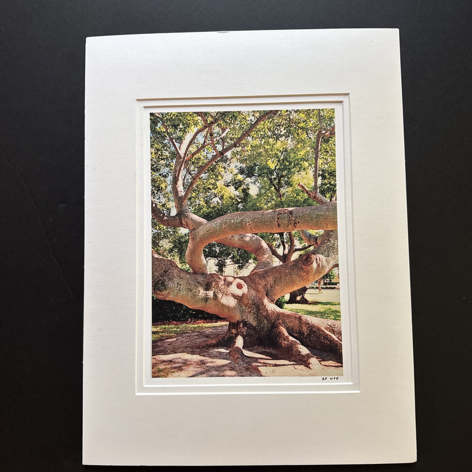 Original Photograph On Matte Paper & Matted To A 12” x 16” And Ready To Frame
