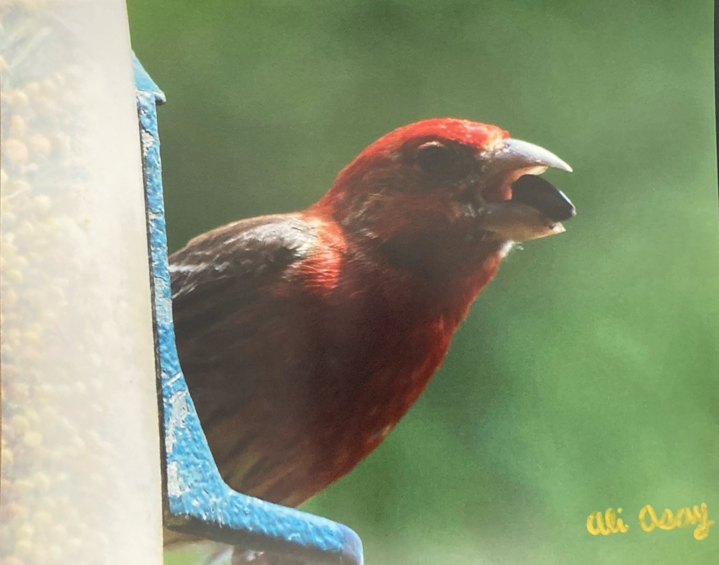 8×10 Bird Photography Matte Print Colorful Male House Finch Eating PRINTONLY