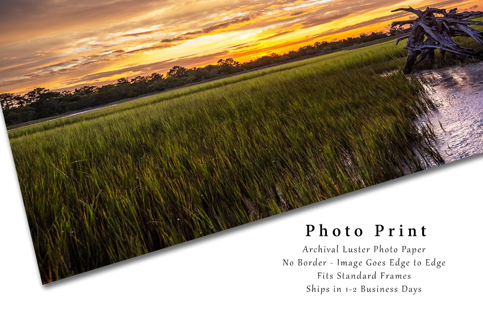 Dead Tree in Salt Marsh Print, South Carolina Pictures, Coastal Lowcountry Decor