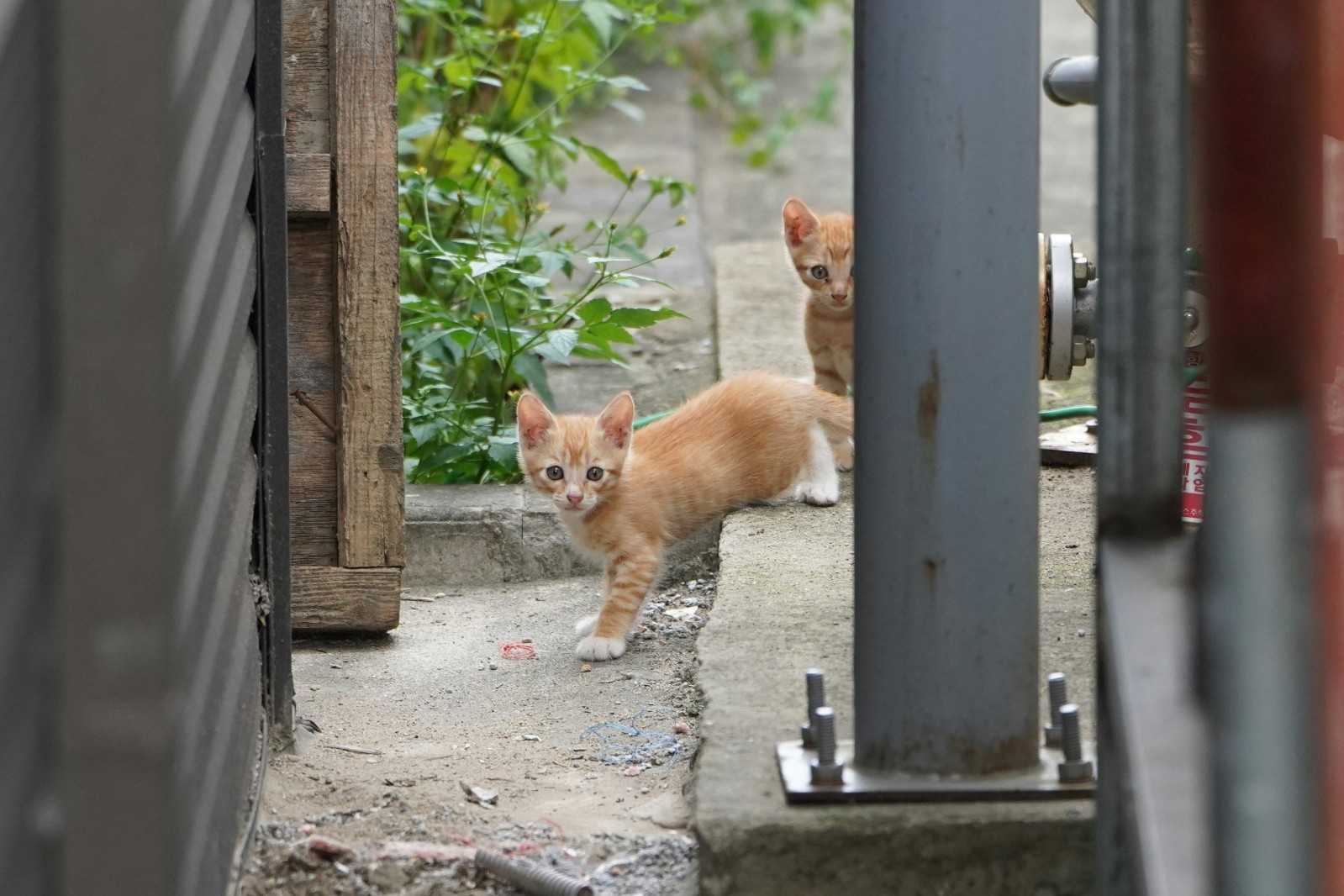 1$ Digital Image Wallpaper – Korea Cats Series: Curious Ginger Kitten Siblings