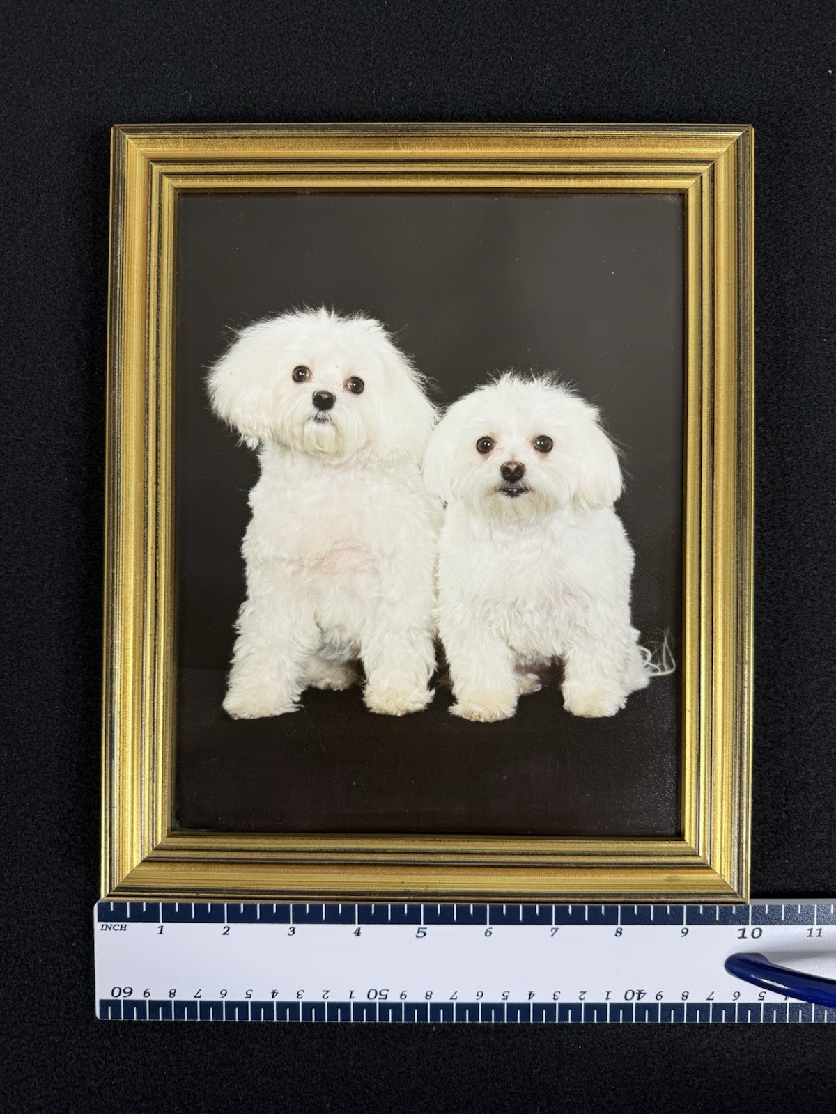 Vtg Original Framed Portrait White Maltese Dogs Gold Color Wood Ready To Hang