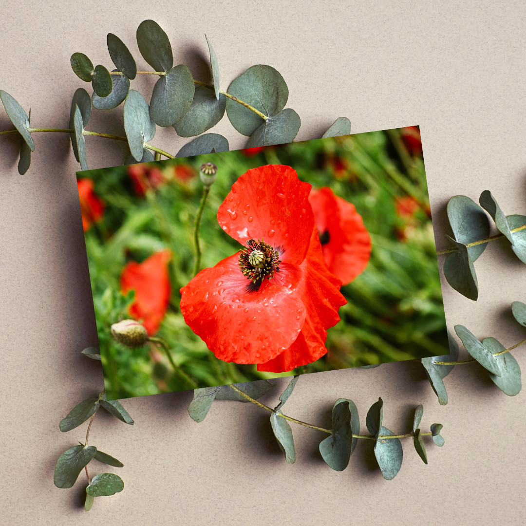 Poppy Flower Photography Print 7×5 – Red Floral Nature Wall Art Décor