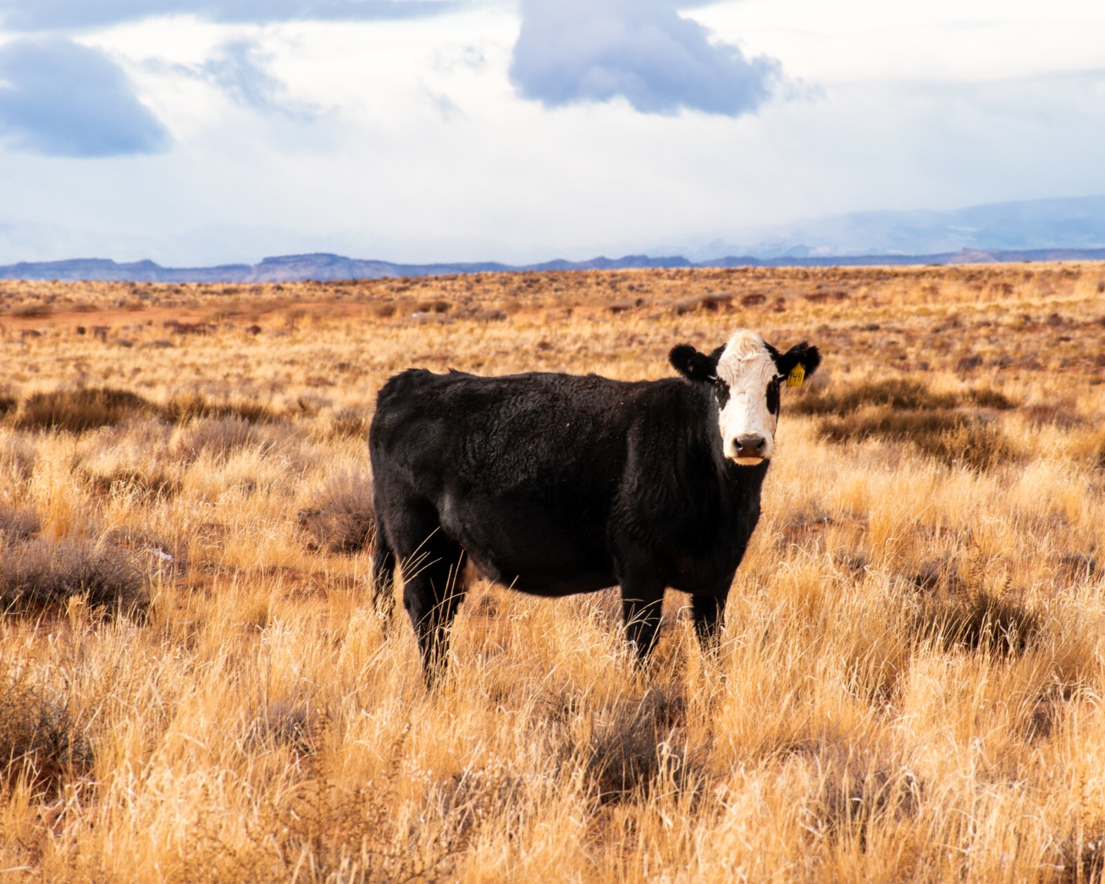 Desert Cow Utah Western USA Landscape 16×20 Archival Pigment Photo Print Poster