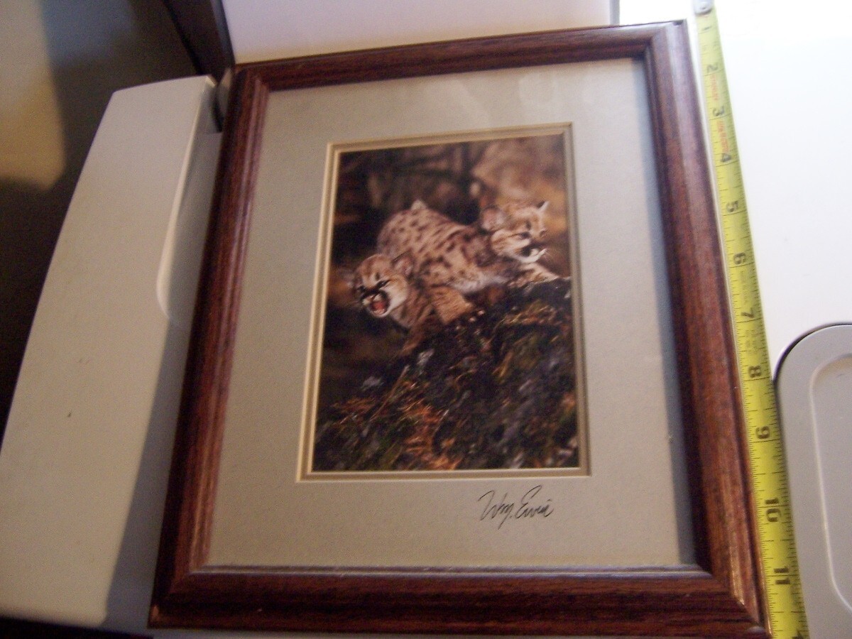 Natural Imagery Photograph by William Ervin signed Cougar kittens Montana