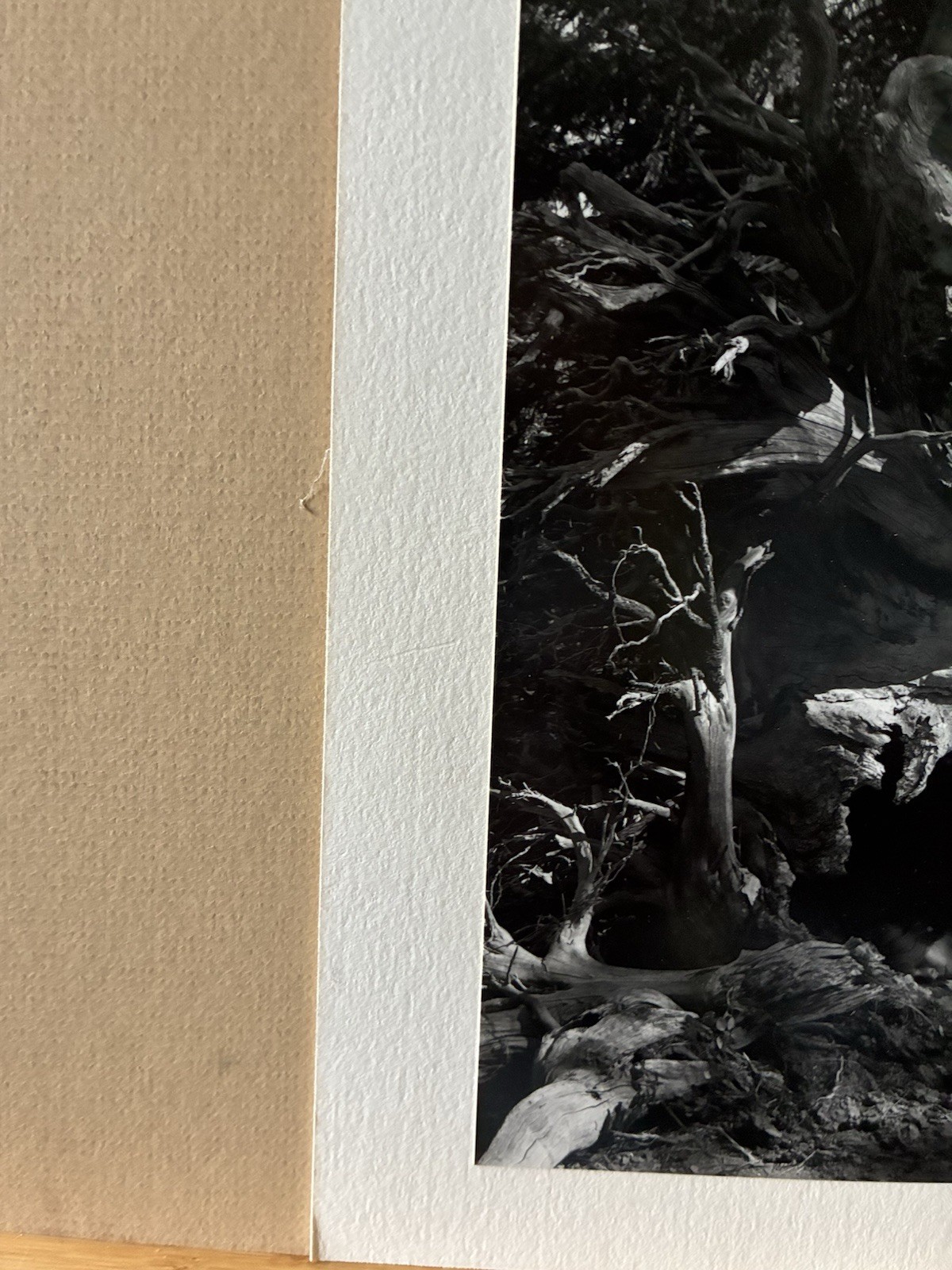 Cole Weston 1979 Gelatin Silver Photograph “Lake Almaden” Stamped Dated