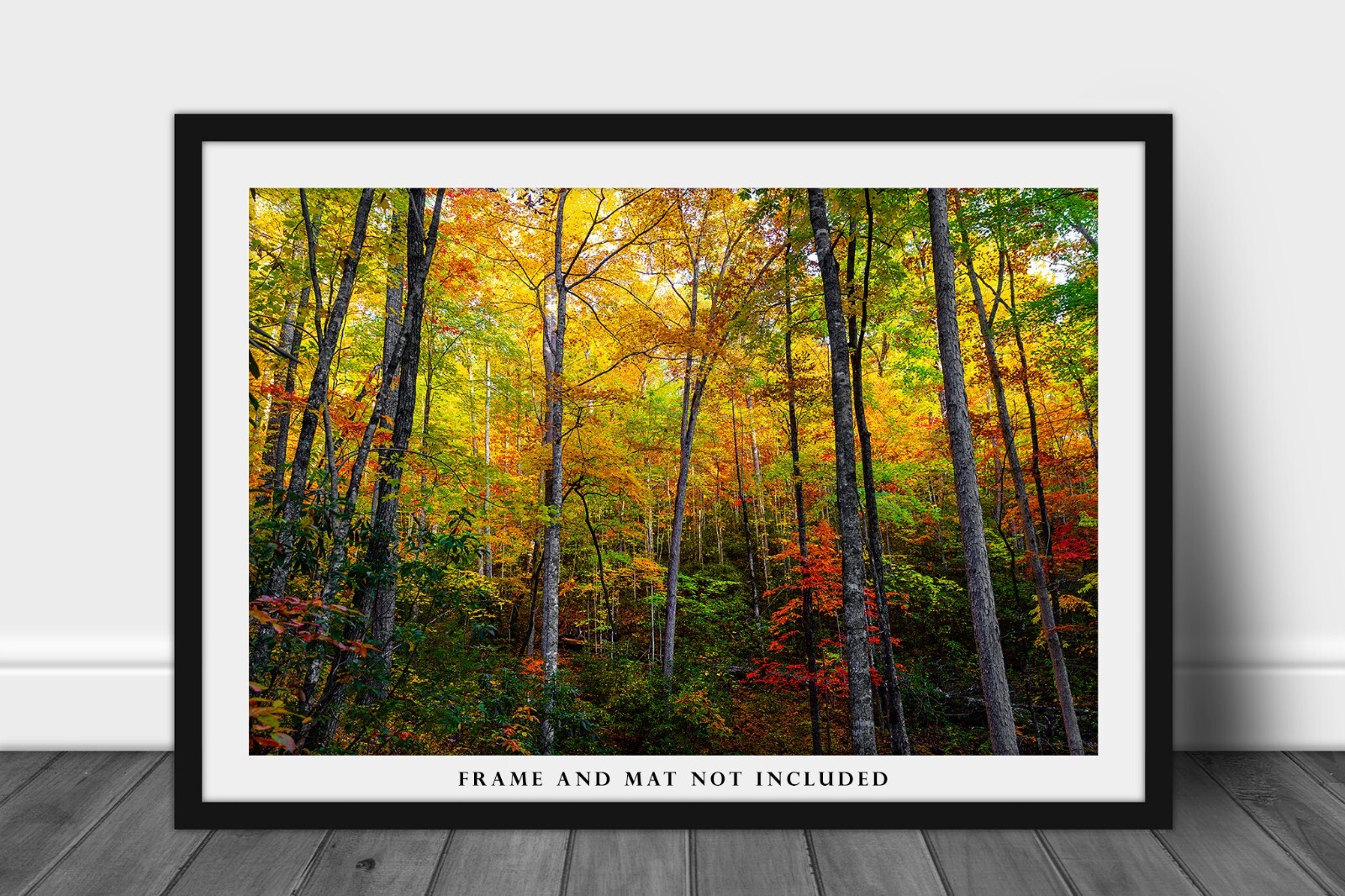 Trees with Fall Color in Great Smoky Mountains Tennessee Photography Print