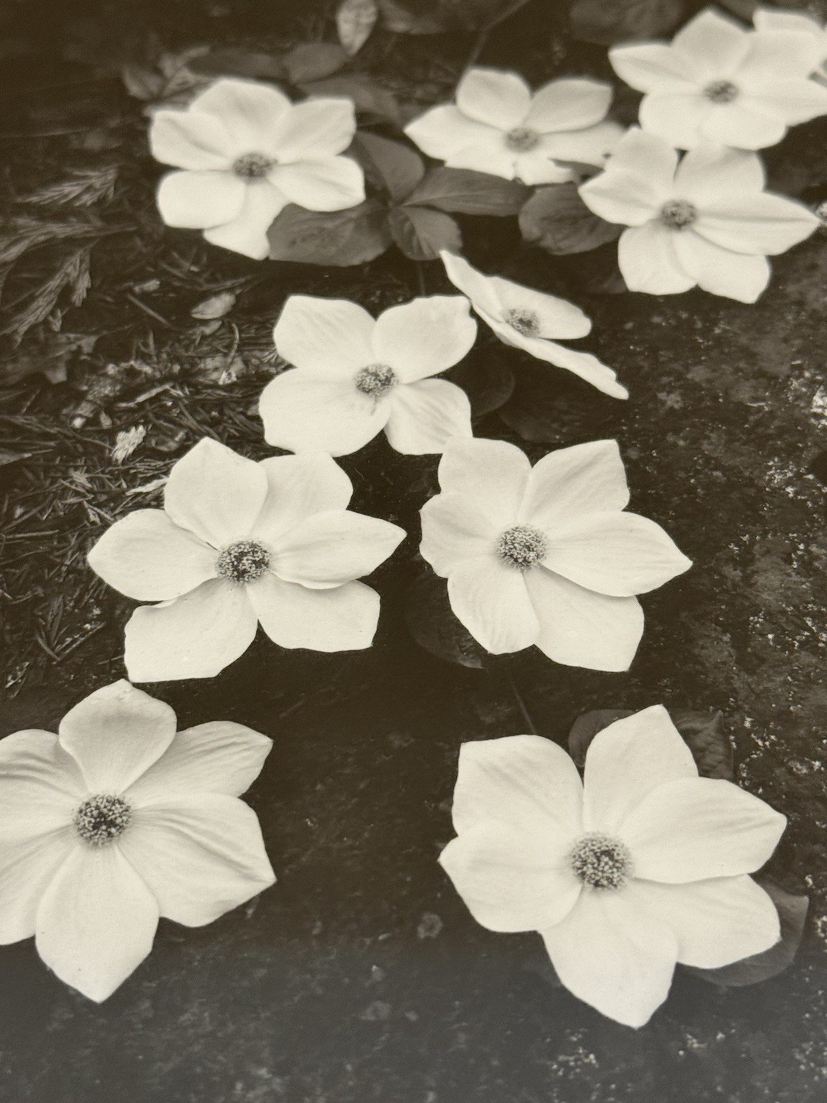 ANSEL ADAMS Dogwood Yosemite Special Edition Gelatin Silver Print Matted Only
