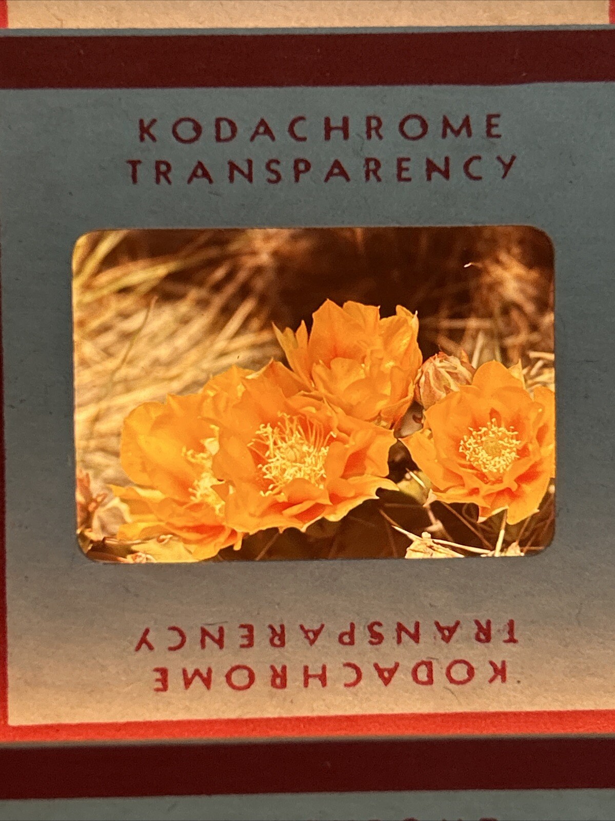 Kodachrome Red Border Lot Of 40 1950’s Camping Trip Flowers 35mm Color Slides