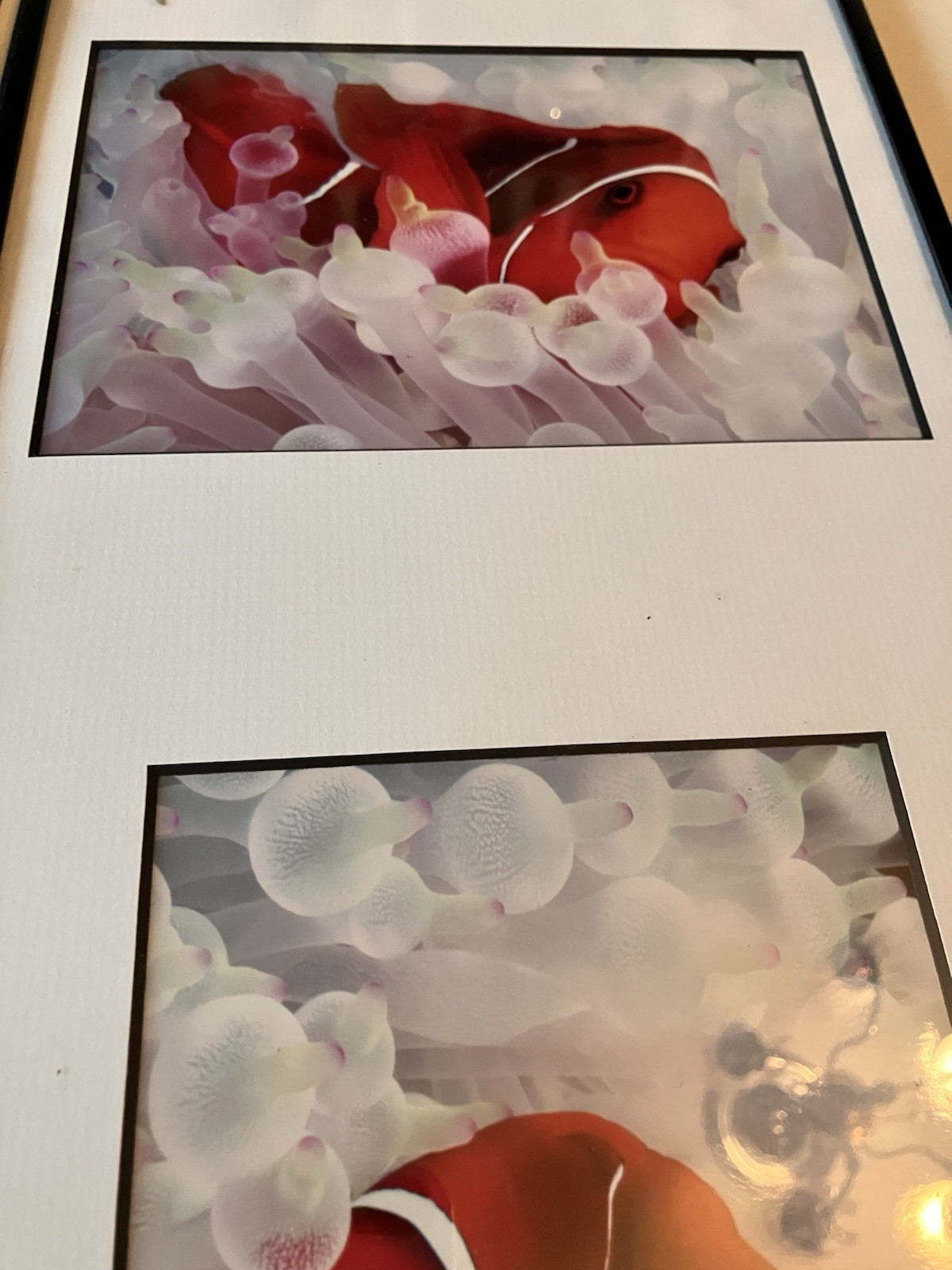 Vintage Clownfish In Bleached White Anemone Framed Photographs Signed Mike Bacon