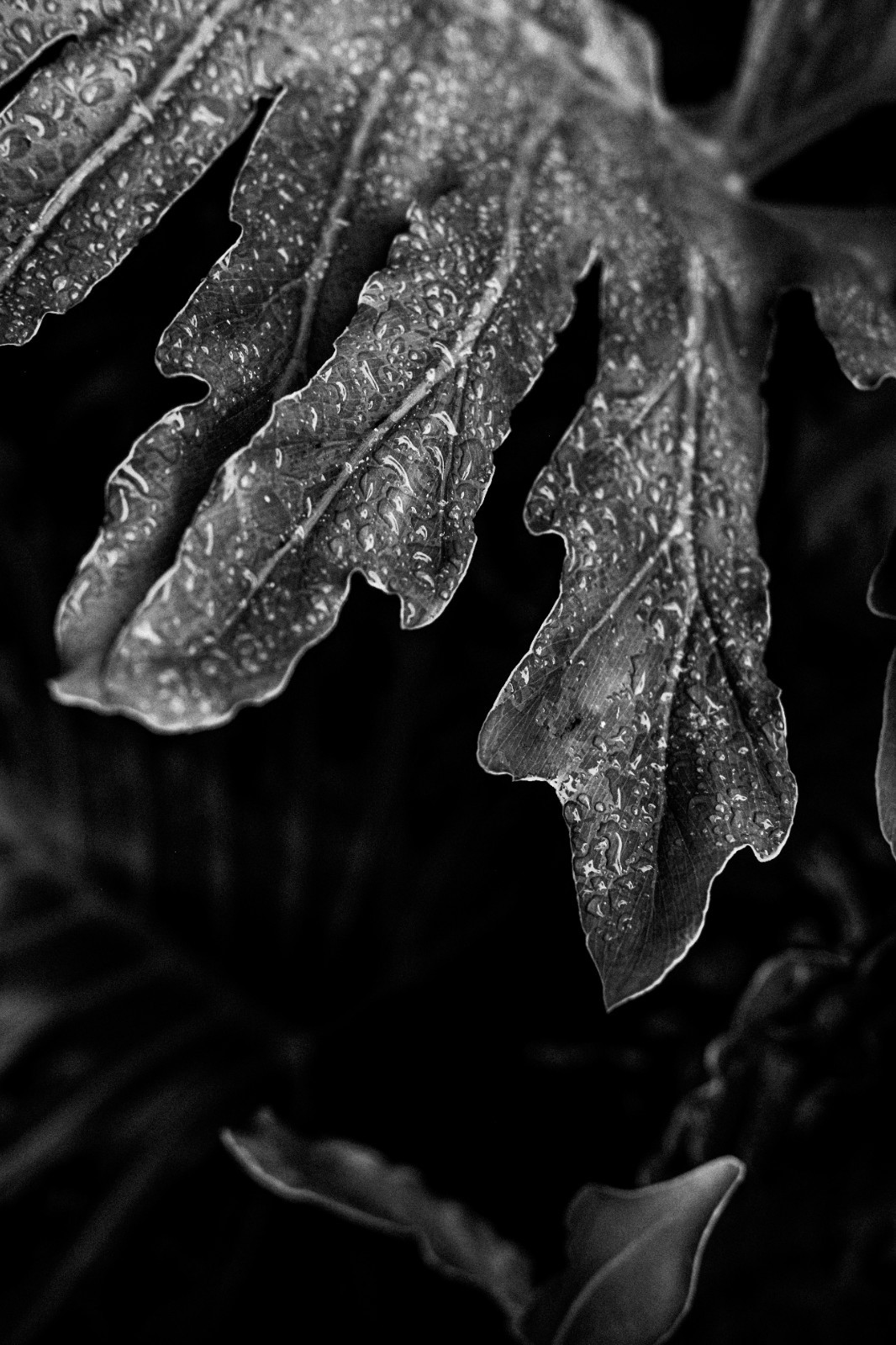 Zen Garden botanicals art Photography B+W 8×12″ Archival Lustre Print