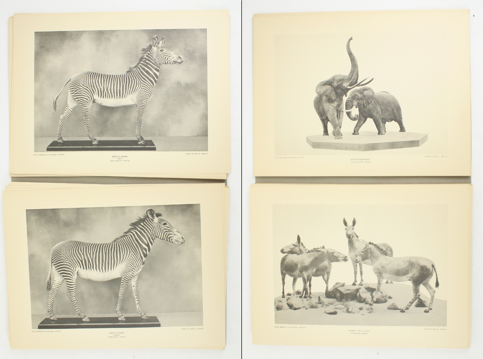 1927 Carl Akeley Photo Set Field Museum Natural History IL Taxidermy & Sculpture