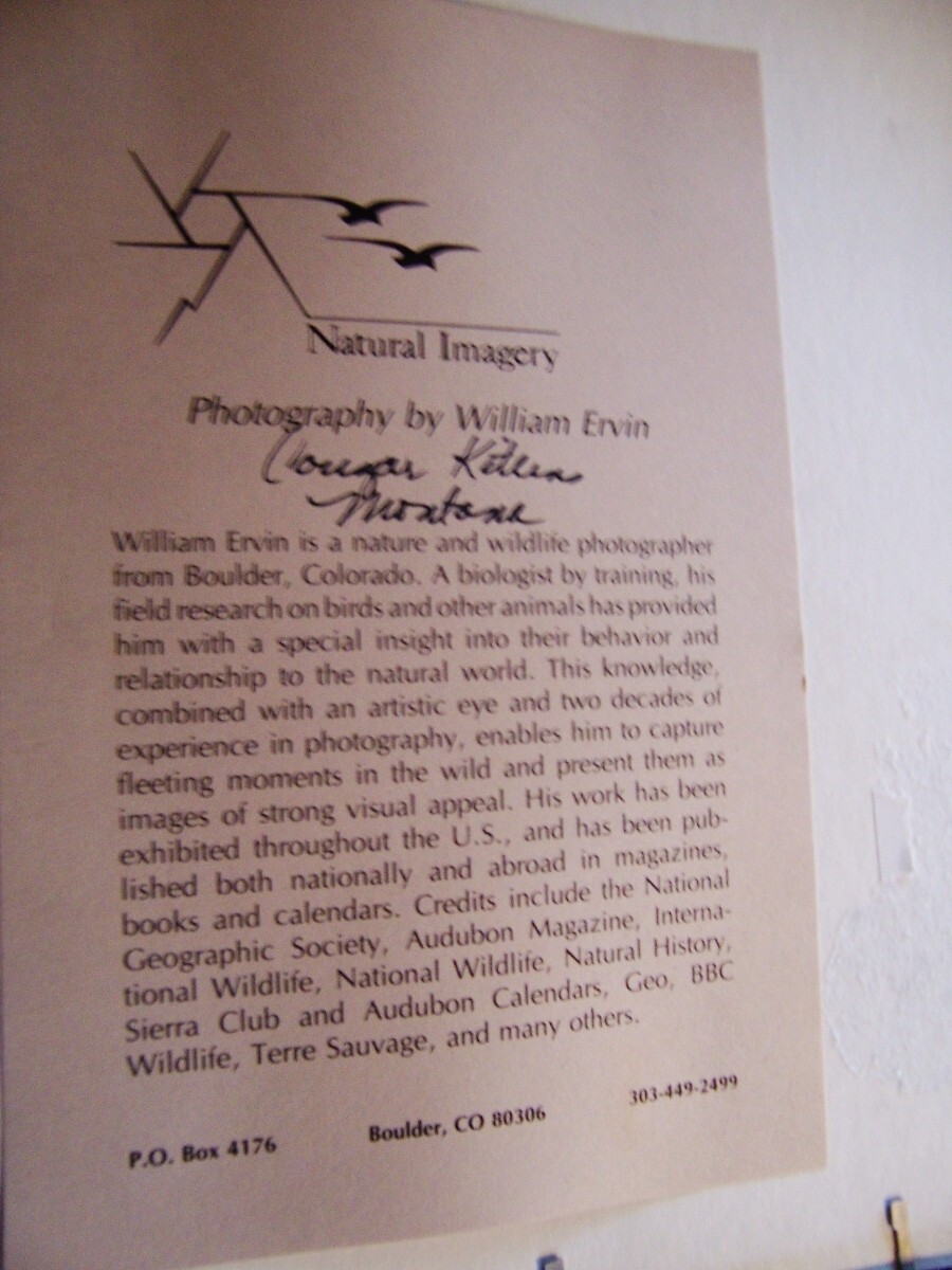 Natural Imagery Photograph by William Ervin signed Cougar kittens Montana