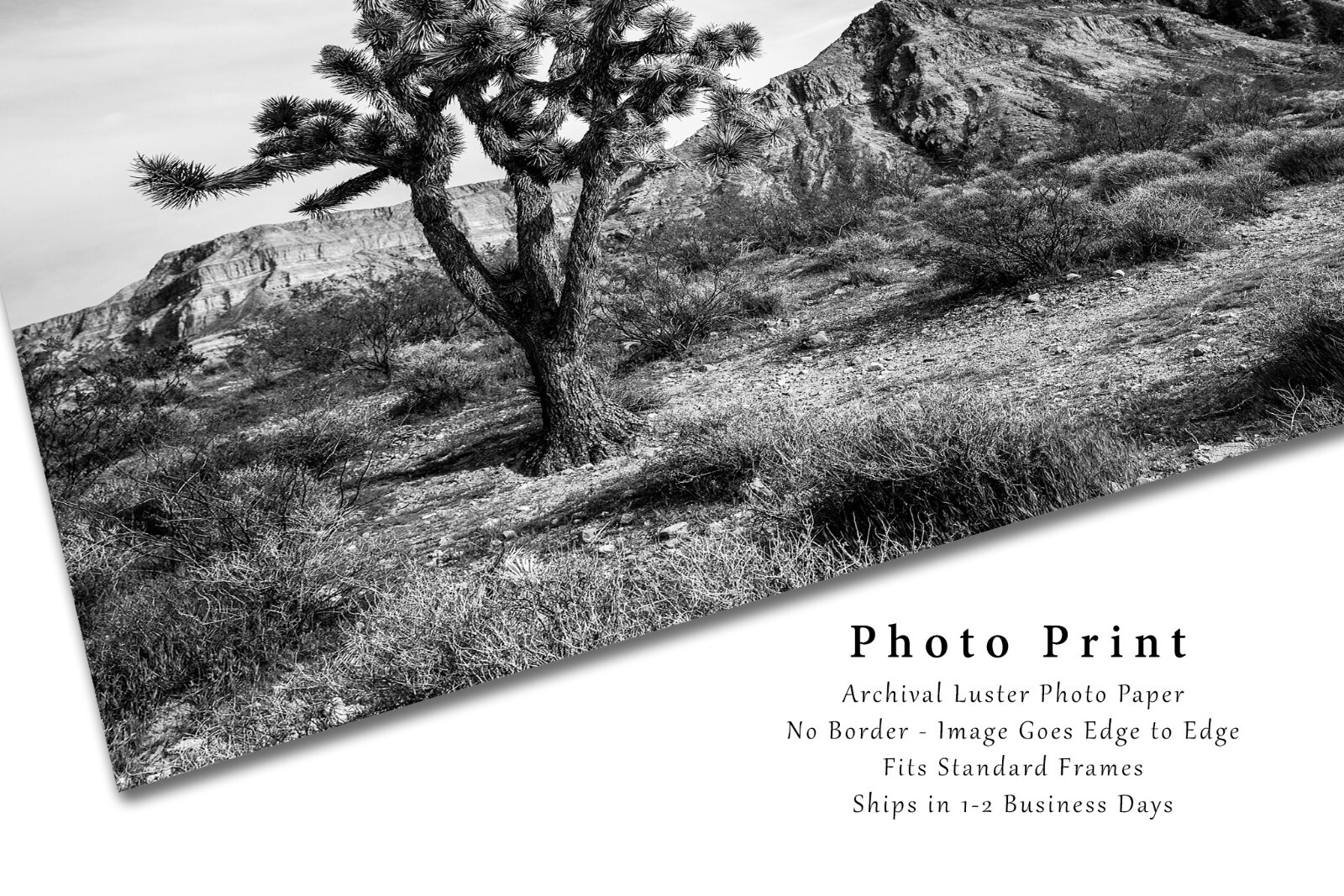 Desert Photography Print – Black and White Picture of Joshua Tree in Arizona