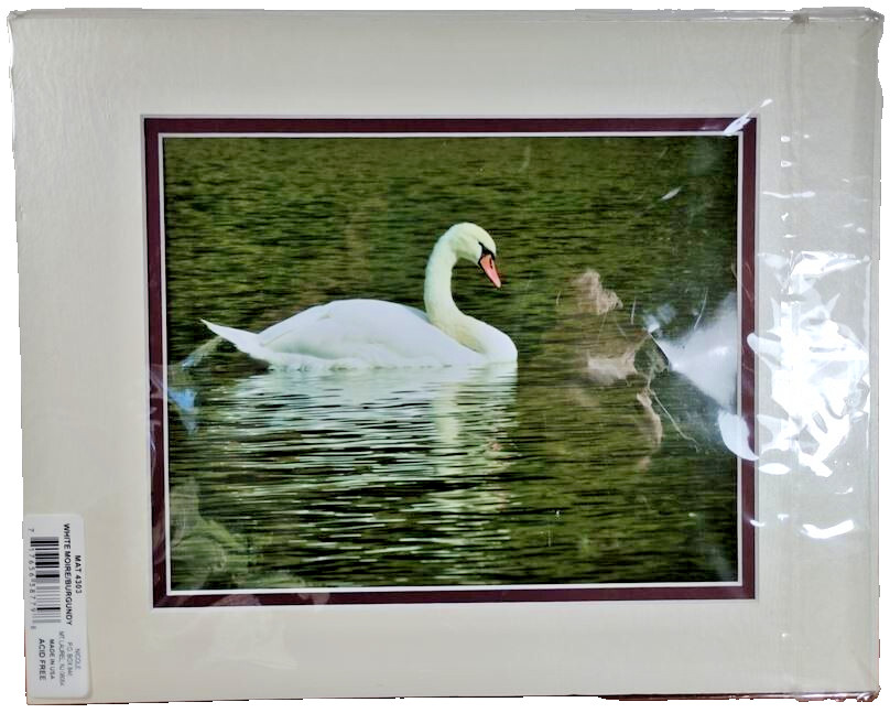 Original Photo Art Print Swan Photography Matted Signed by Ann Copeland Sealed