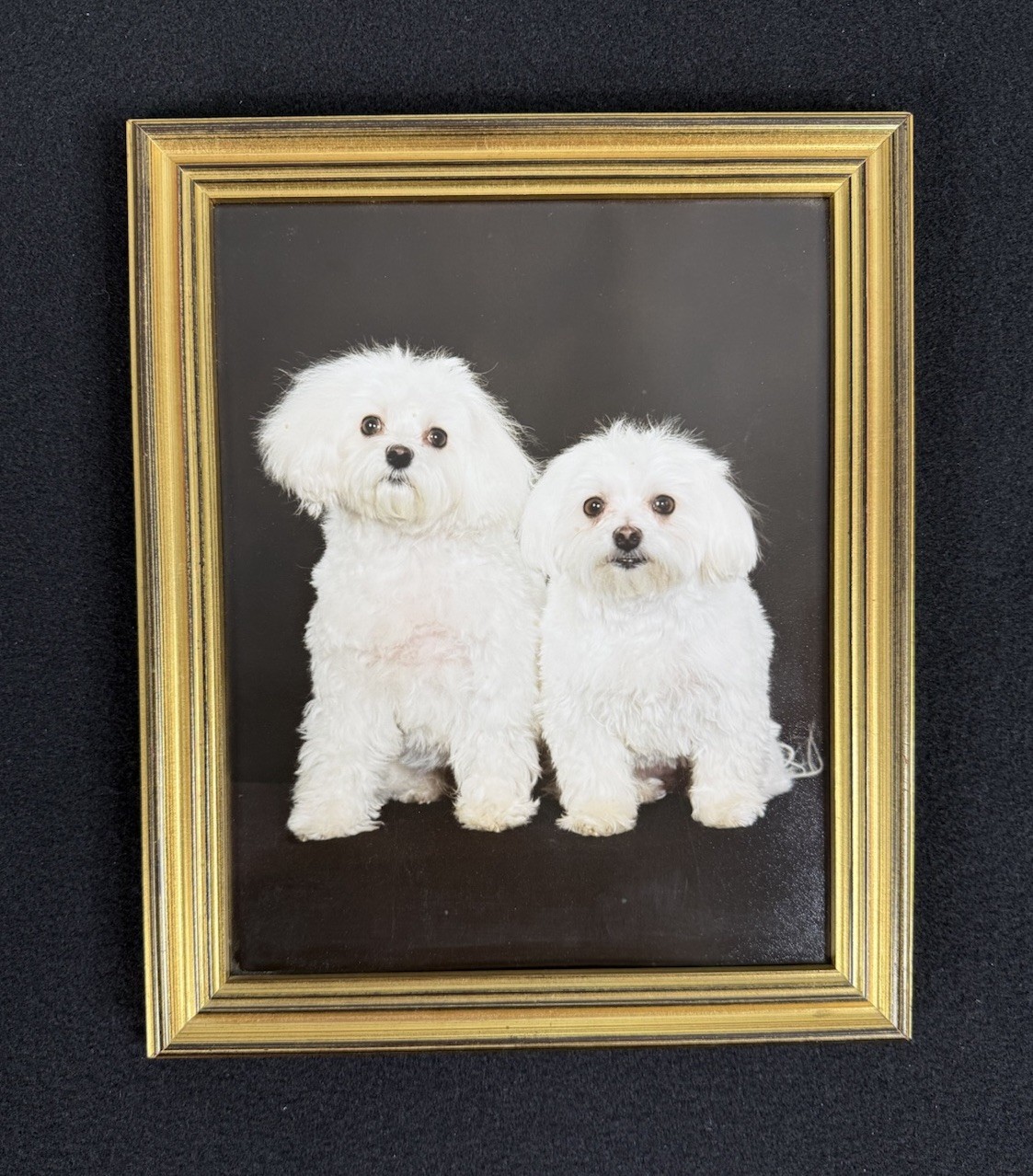 Vtg Original Framed Portrait White Maltese Dogs Gold Color Wood Ready To Hang