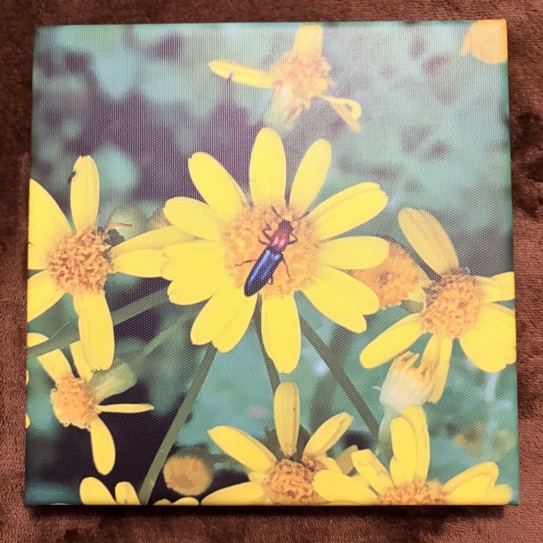Soldier Beetle Yellow Flower Original Nature Insect Photography Canvas Prints