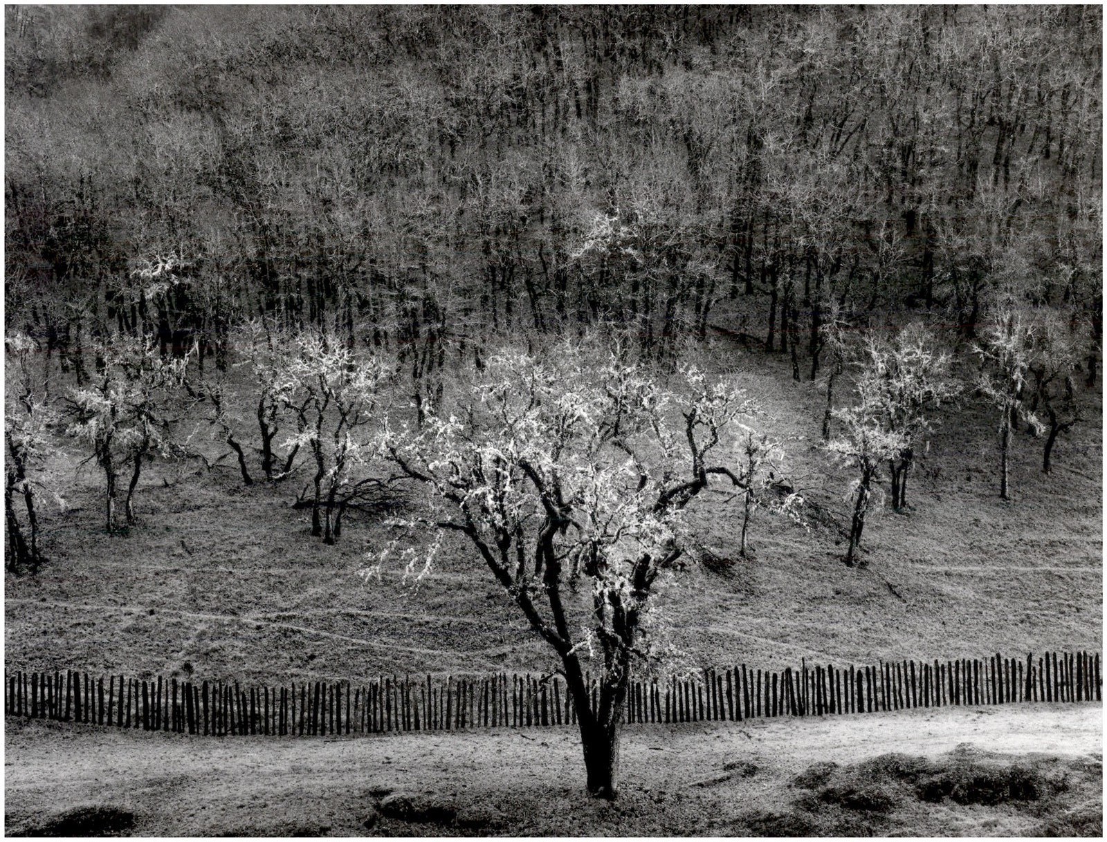 1951 1990s Ansel Adams Oak Tree Sonoma County Hills California Large Art Photo
