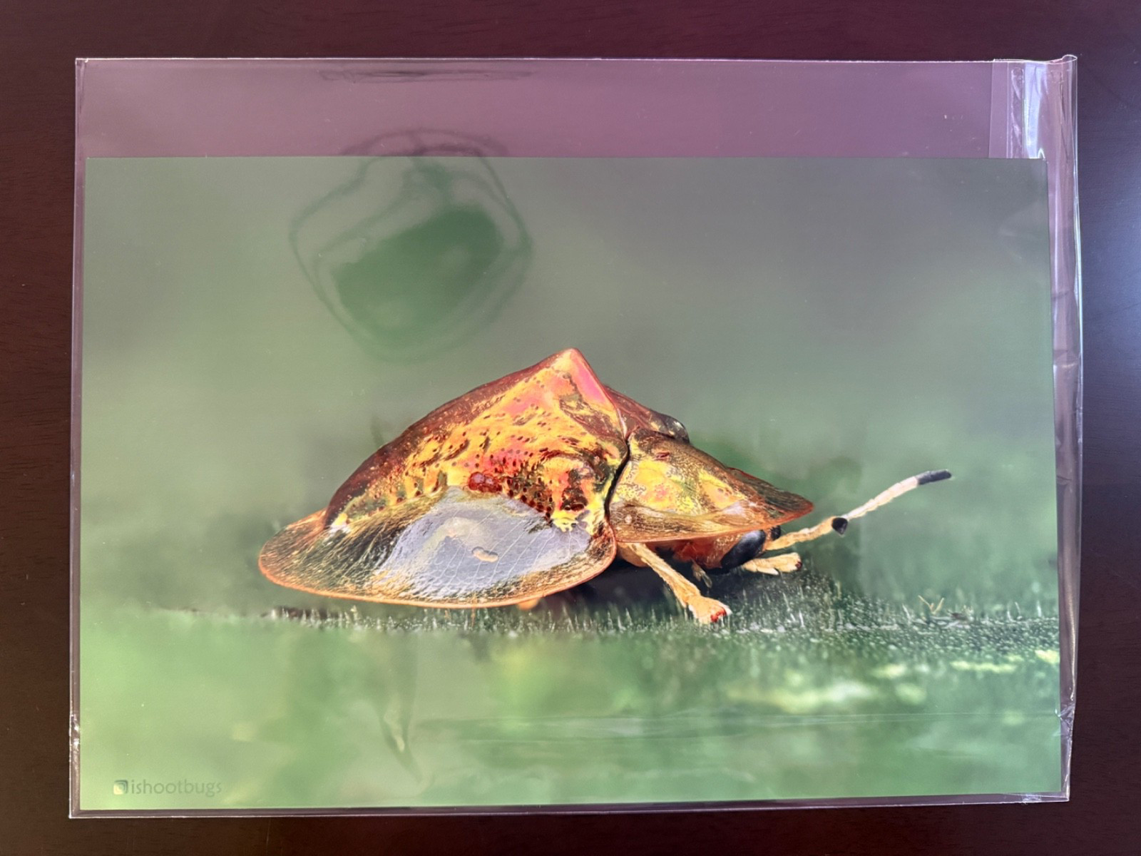 8×12 Tortoise Beetle Metal Wall Art Mid Gloss Macro Wildlife Photography