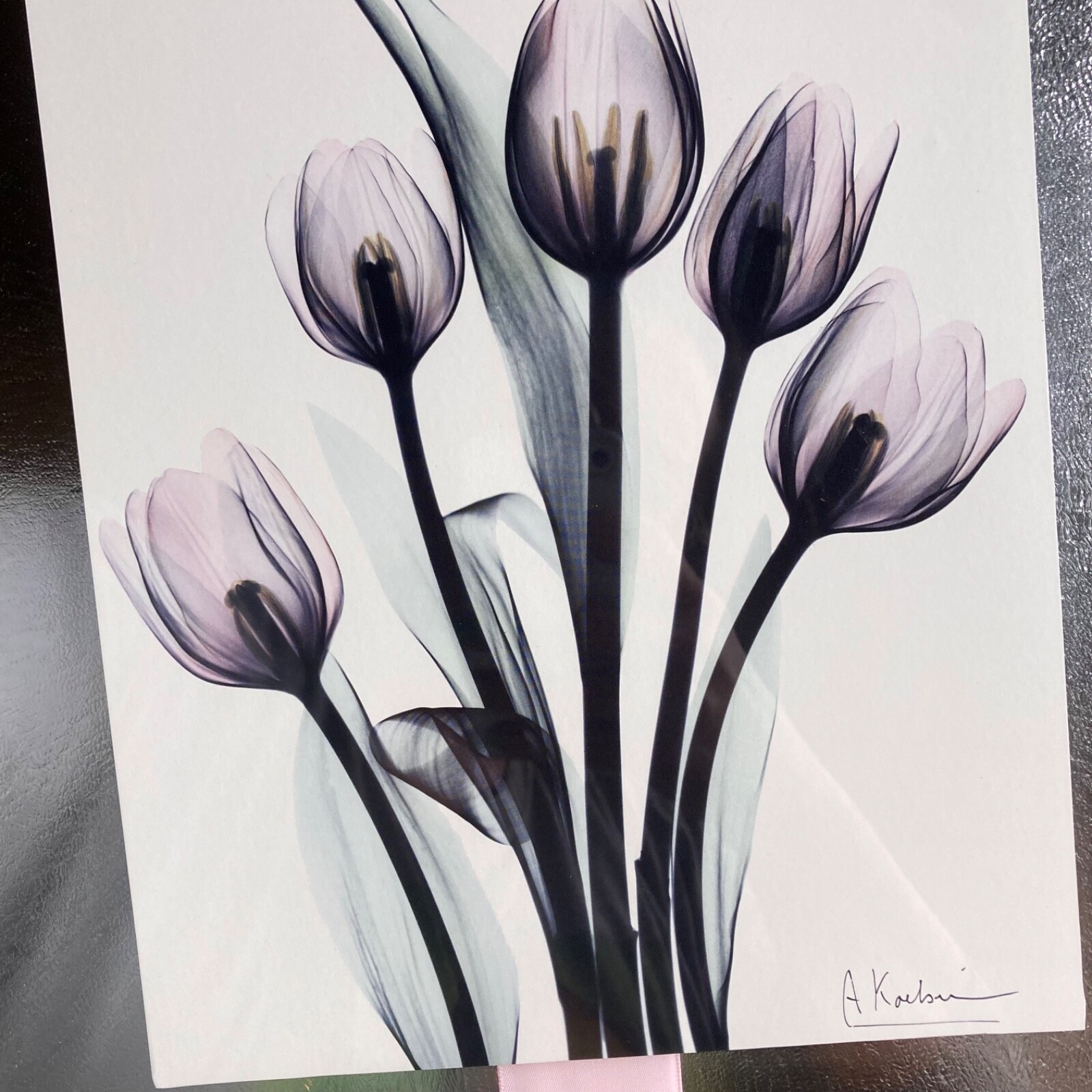 Tulips By Albert Koetsier Artist Signed Radiographic Xray Radio Photography Art