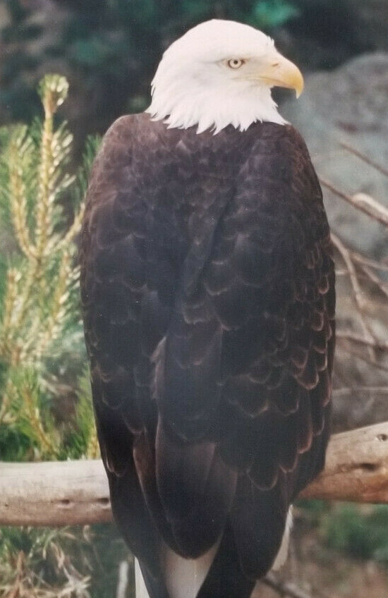 Stunning Bald Eagle Pair Photograph: 16″ x 20″: Very Detailed with Rich Coloring