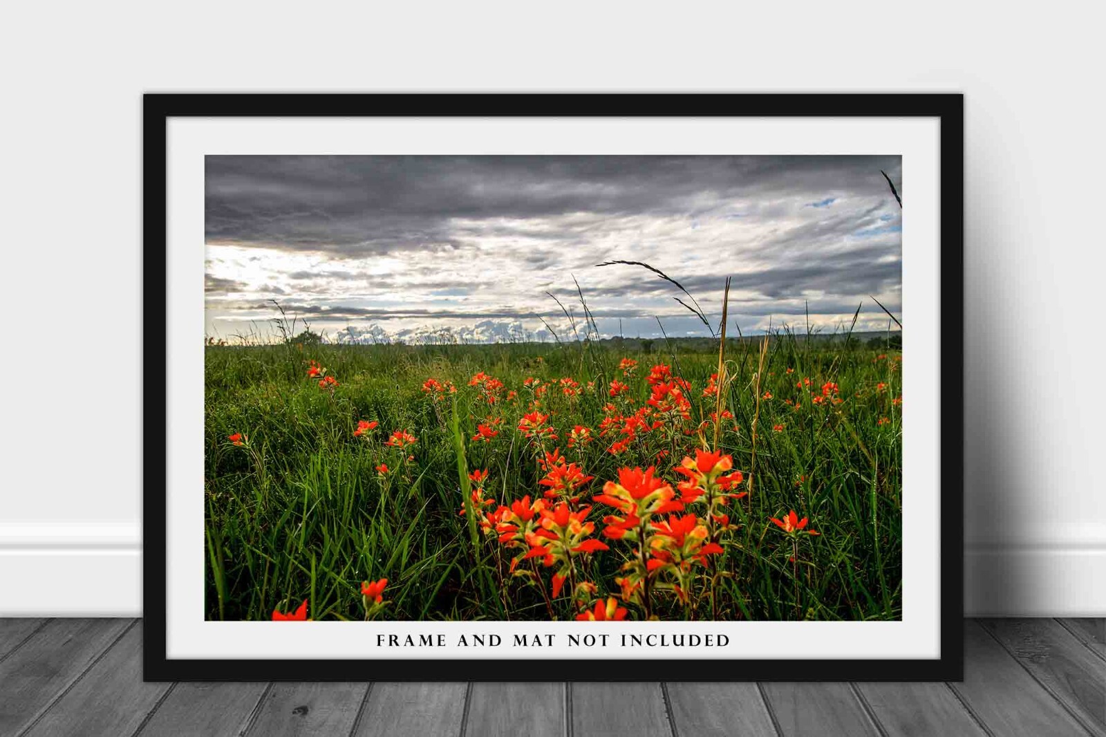 Indian Paintbrush Photography Print: Oklahoma, Wildflowers, Picture, Photo