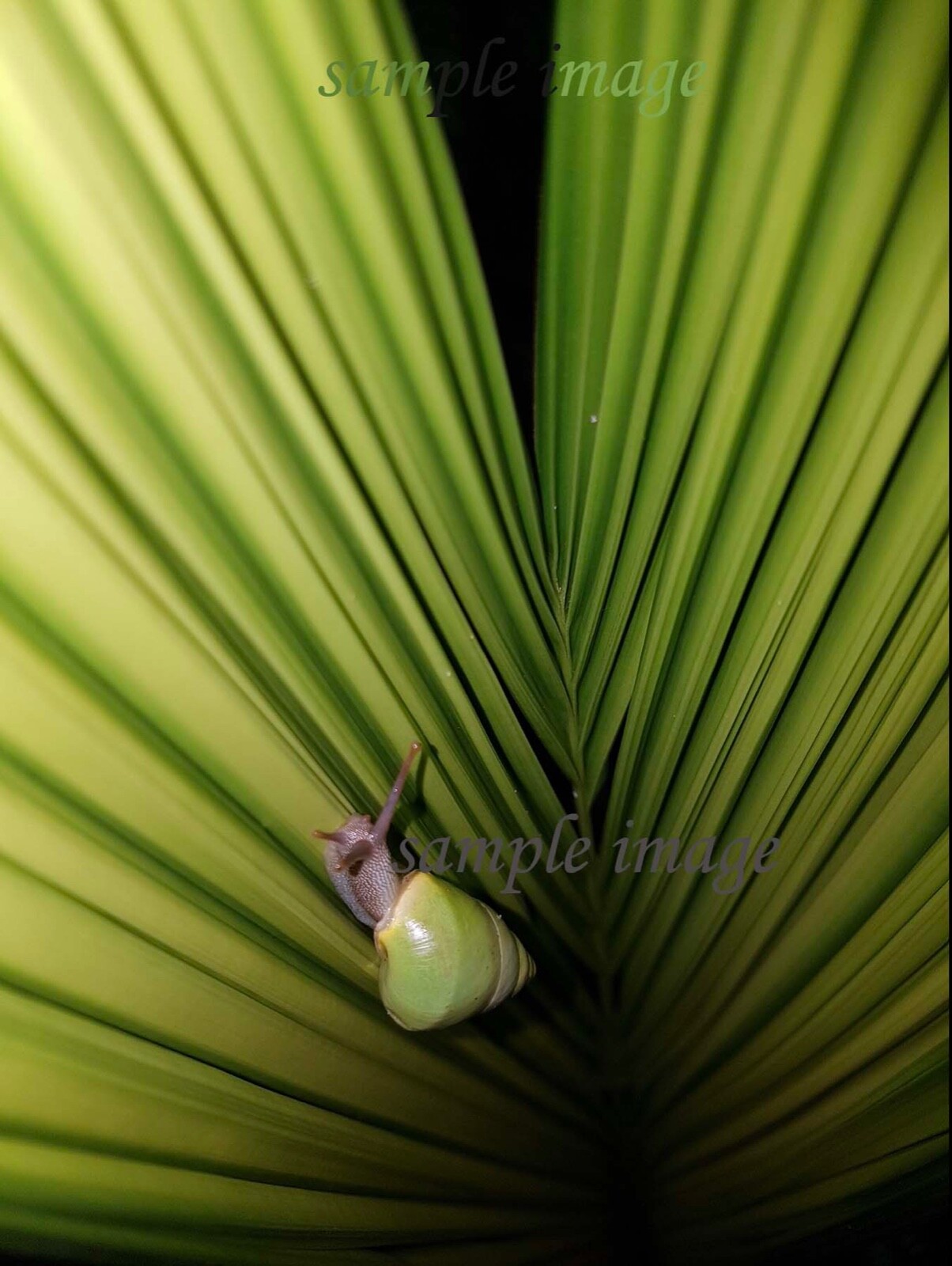 Sri Lanka Green Snail, Unframed, Nature photograph, Nature Lover Gift, 12″ x 18″