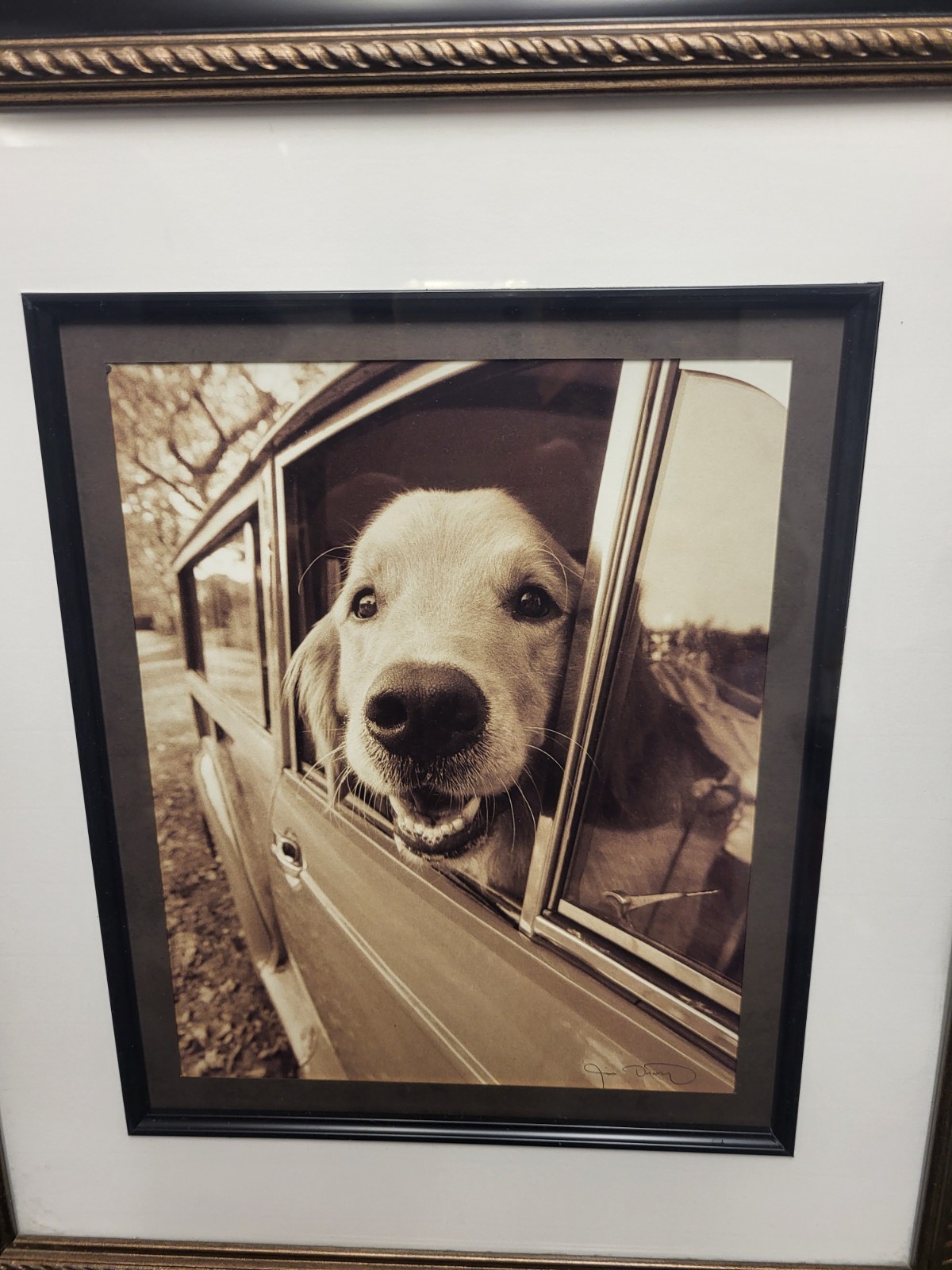 20th Century Jim Dratfield Photograph in original frame Golden Retriever signed