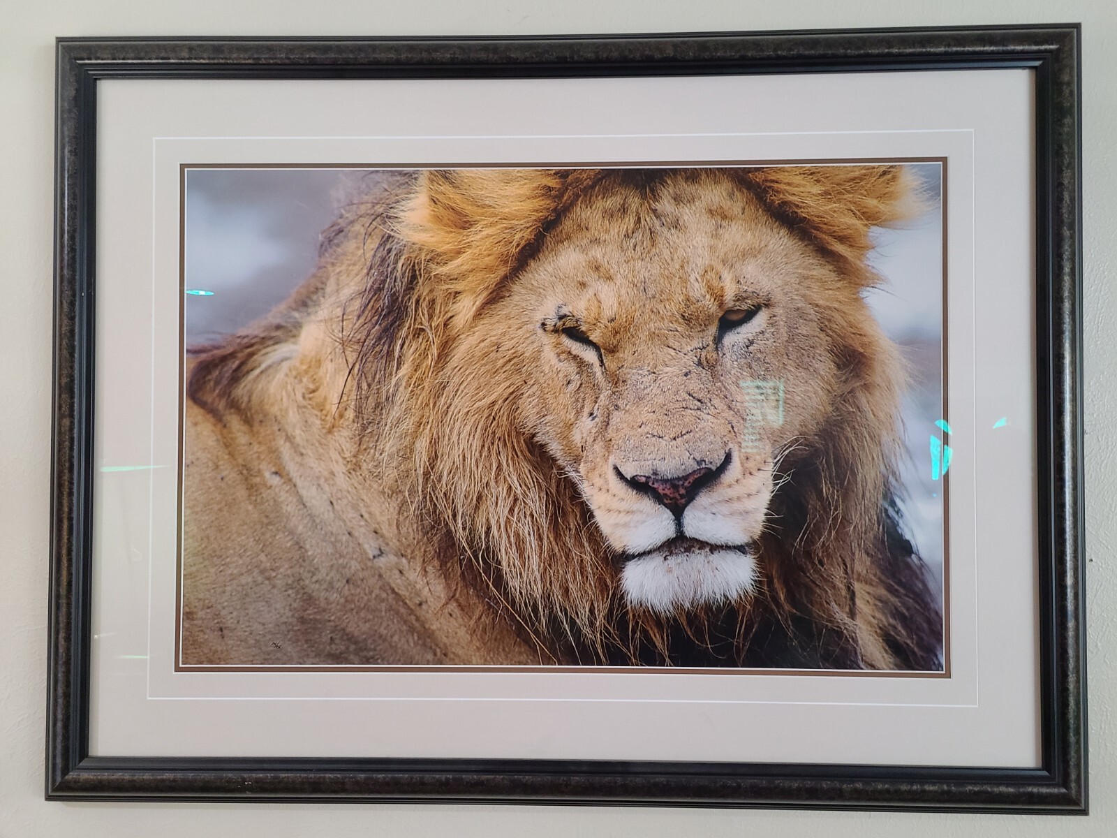 Thomas Mangelsen LE 246/2500 The Noble One – African Lion
