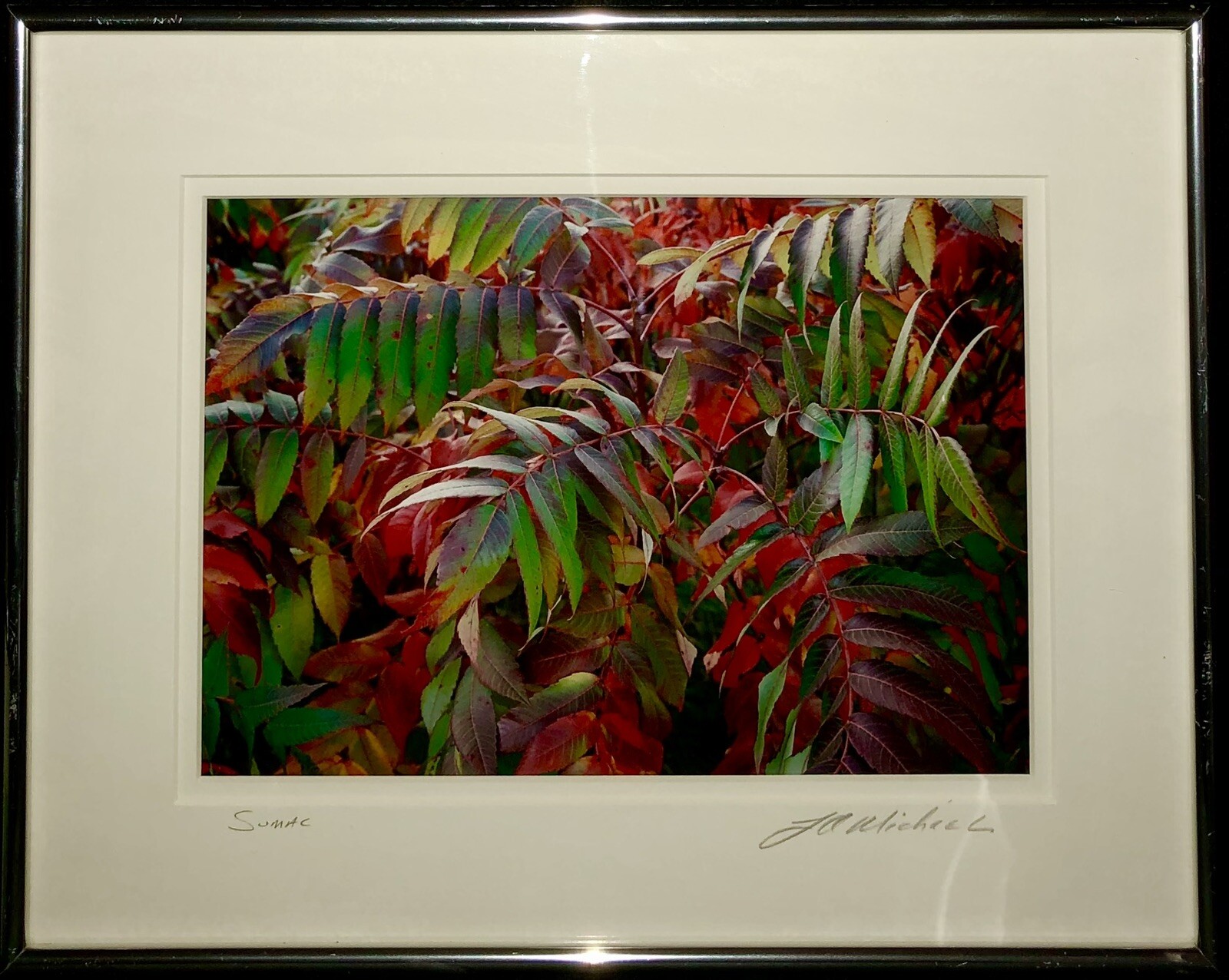 J A Micheal Signed Print Framed SUMAC Arborist Flowers Garden Home Decor 14×11