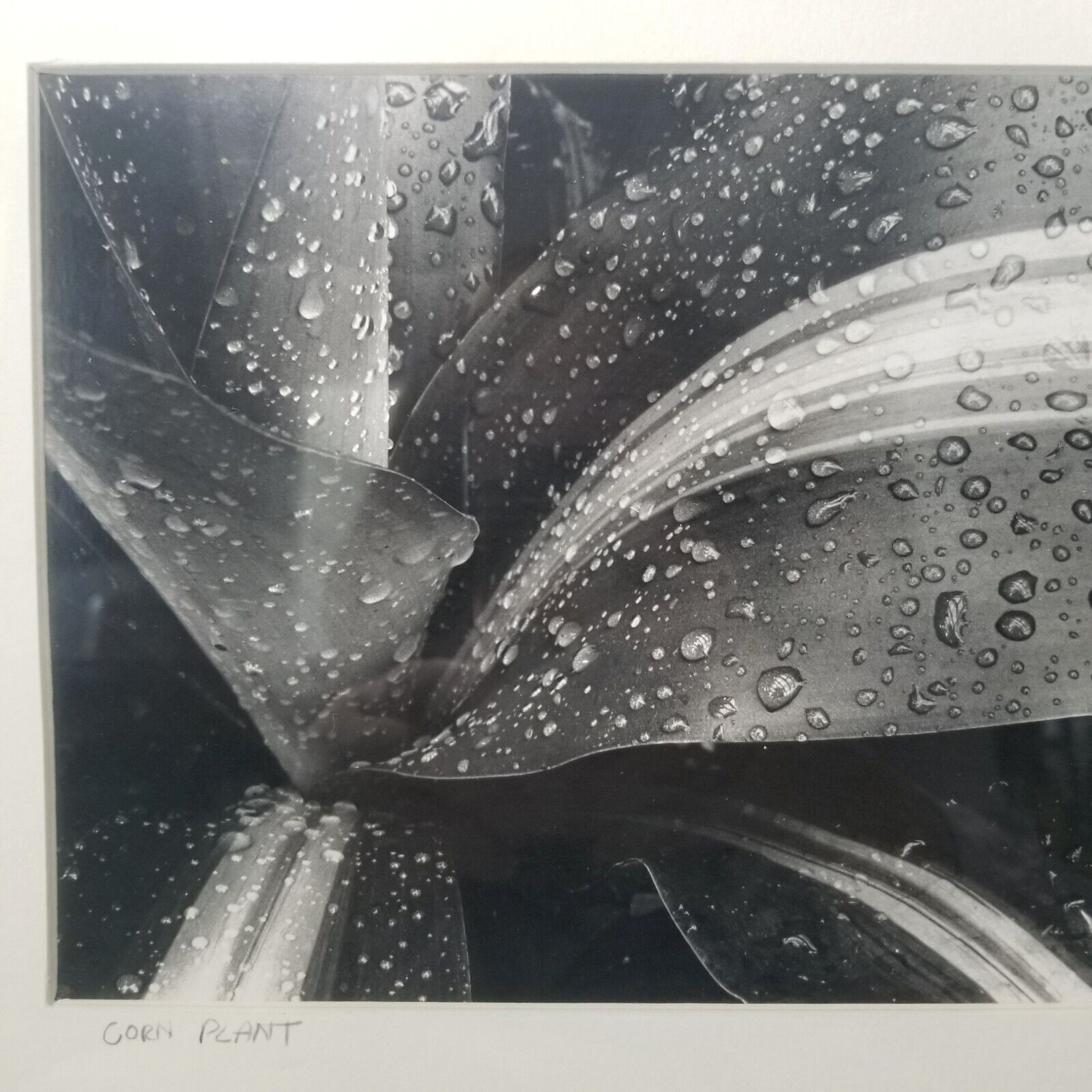 Vtg Black & White Corn Plant Photograph By Artist Matted Signed Dated And Framed