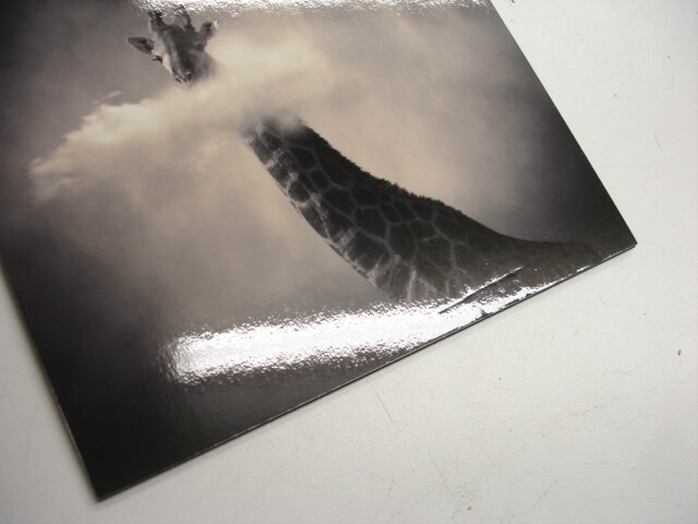 Yellow Komer Certify Photograph Glrafe Limited Edition 20×20 cm #738 Beautiful