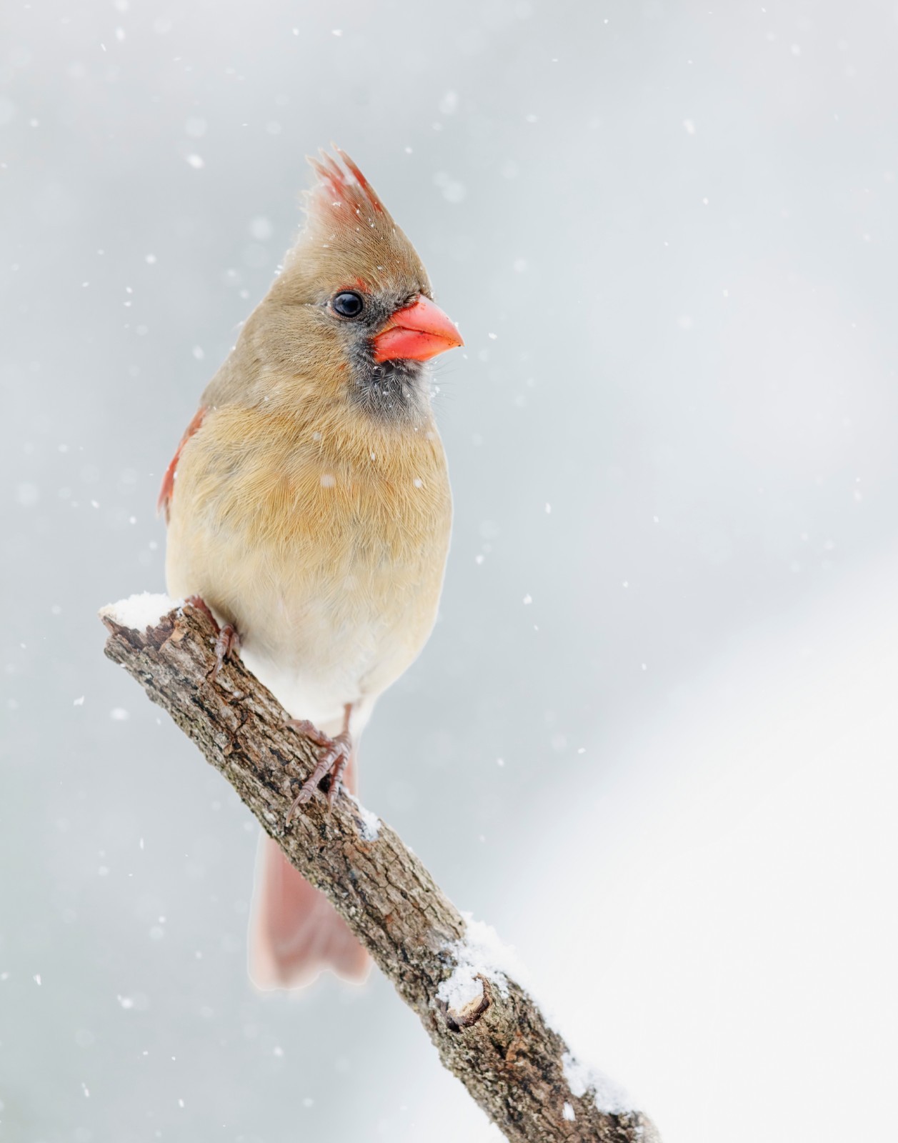 Female Northern cardinal Bird 11×14 Photograph Print 11″x14″ #2