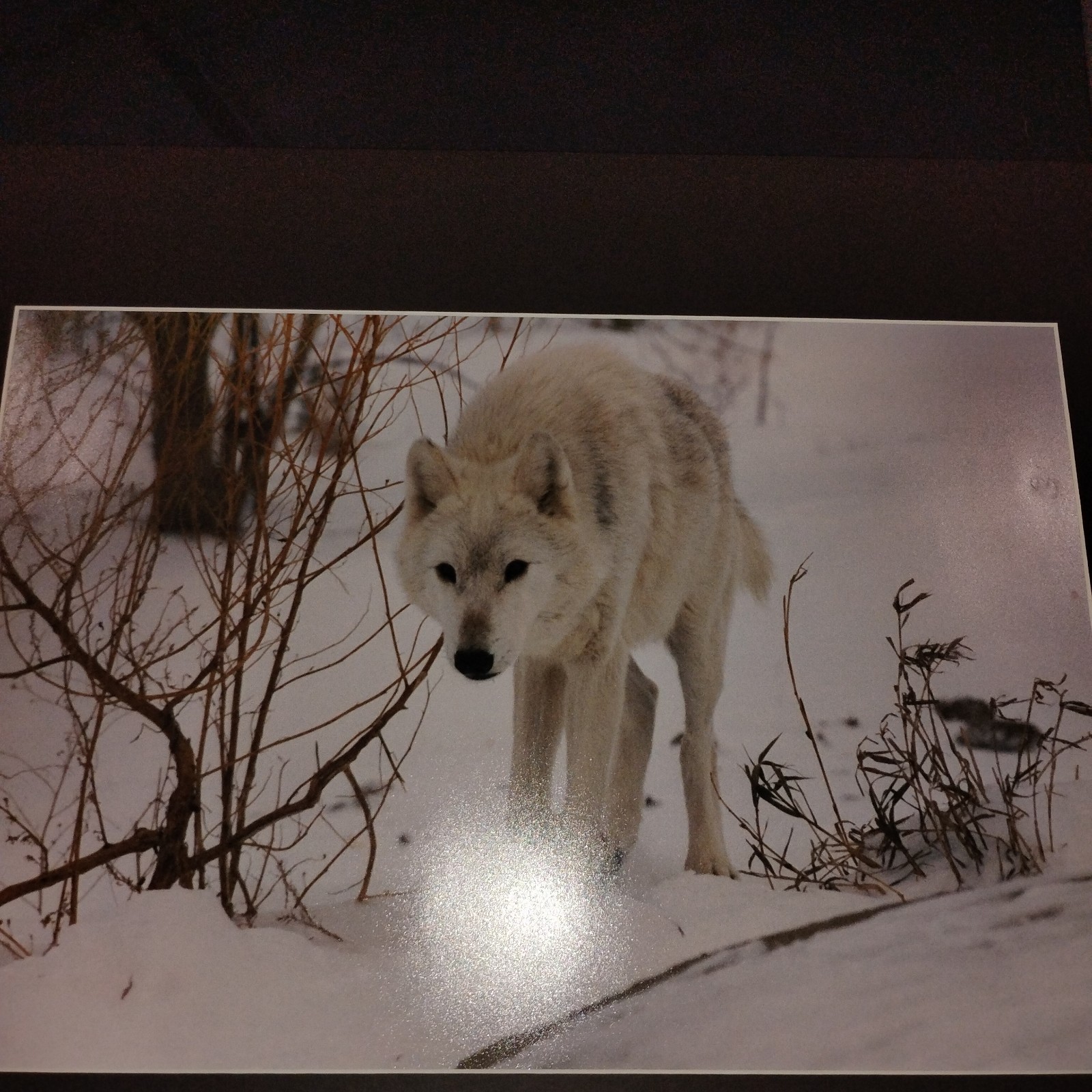 White Wolf Photograph Art Print-Winter Scene. Image 11.75×17 with 18×24 Mat