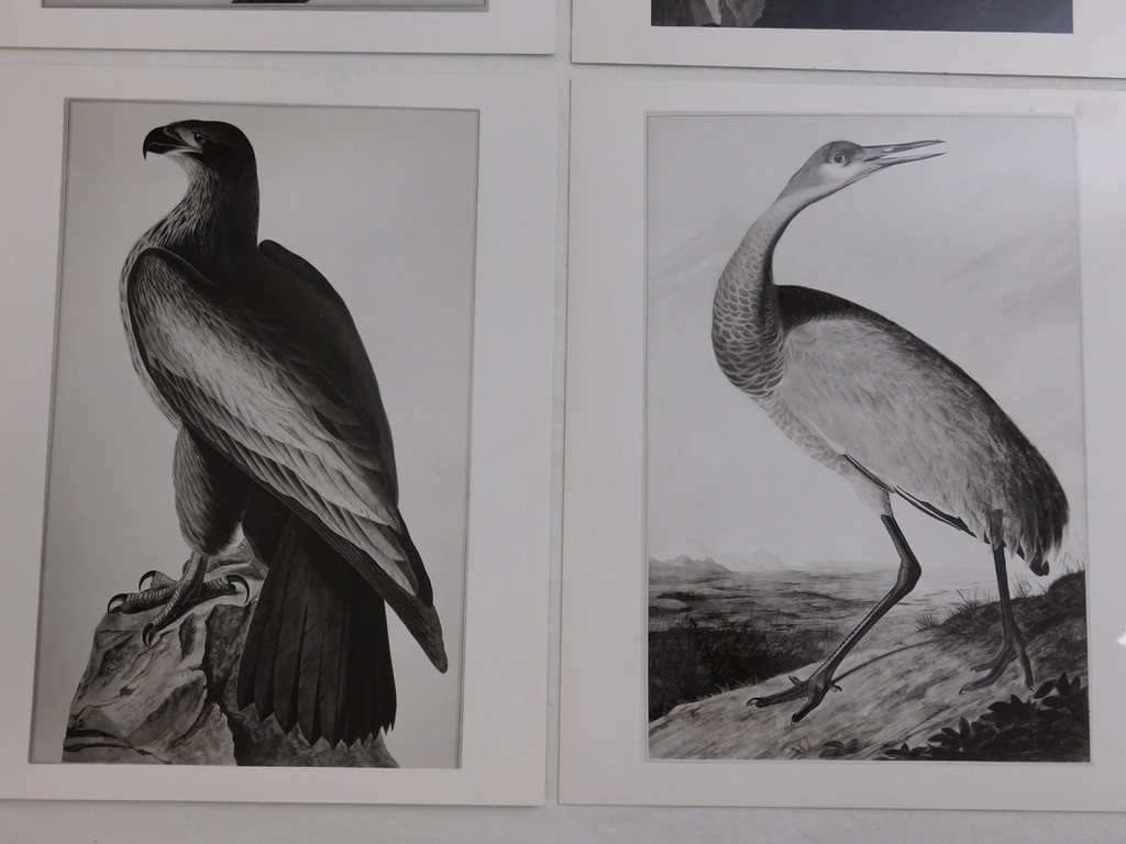 1966 John Audubon Birds America Set 7 Photographs for NY Historical Society Book
