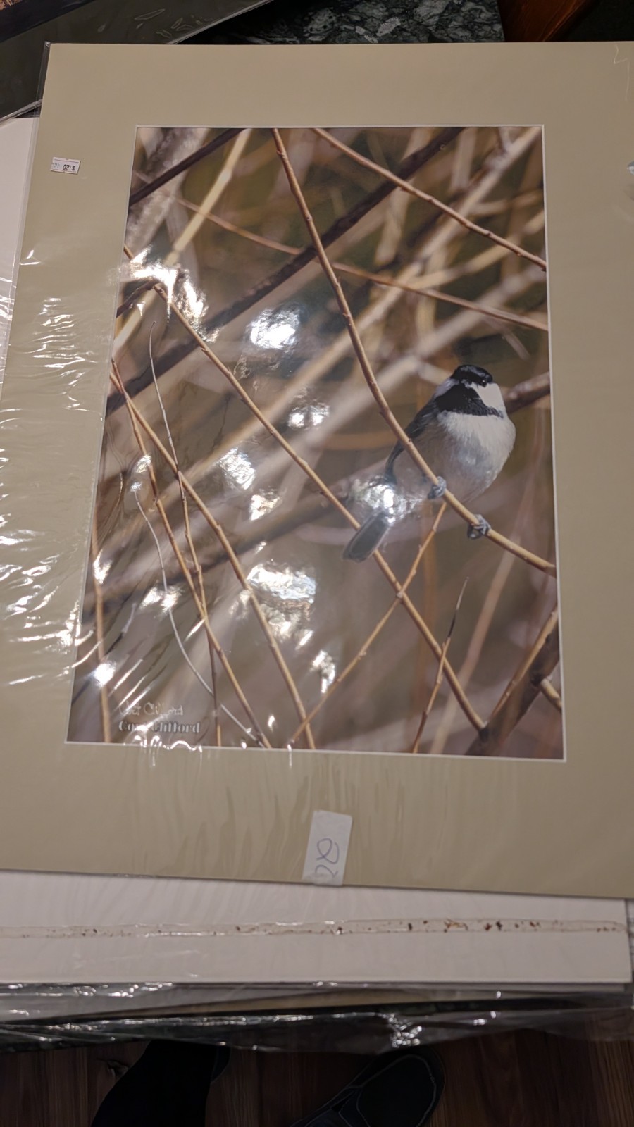 Wildlife Photography 24×18 Matted Print Titmouse New Old Stock Cort Clifford