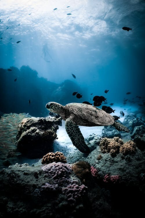Digital Image Picture Photo Pic Wallpaper Background Water Turtle Brown Sea life