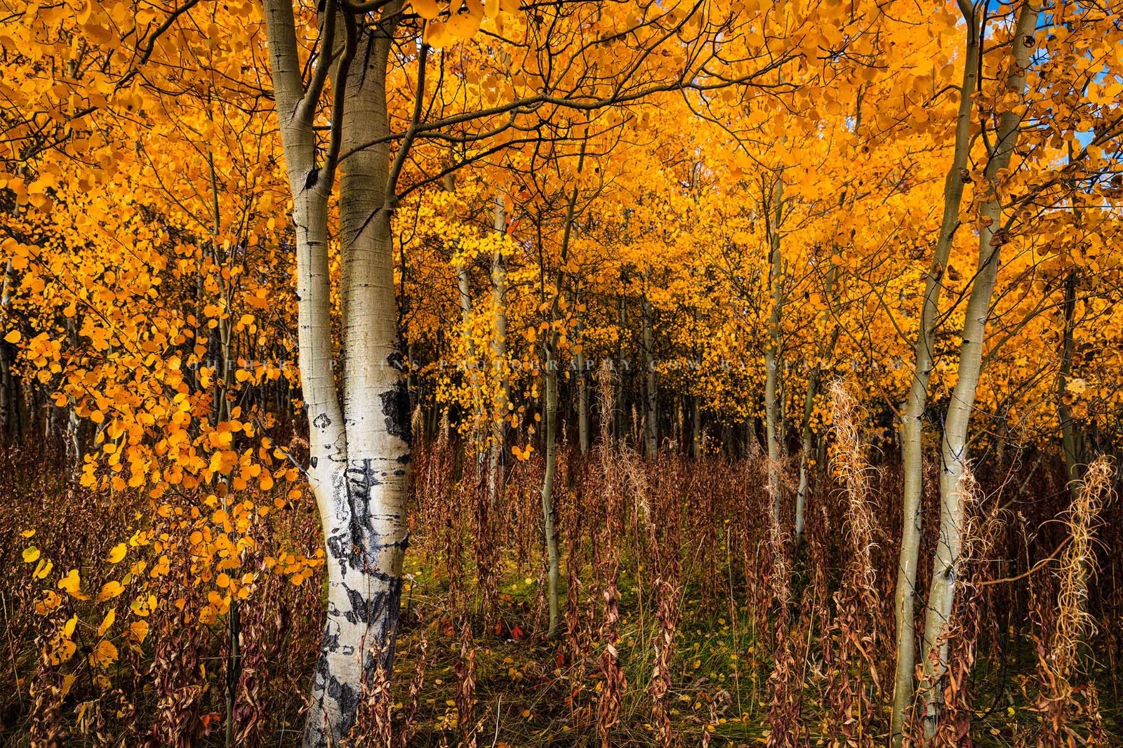 Aspen Trees Photography Print: Wyoming Autumn Forest Grove Western Nature Photo
