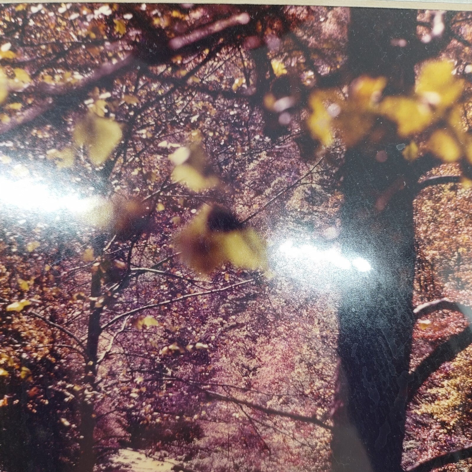 Photo Nature Trees Robert E Walker Venice Florida Signed Matted Sealed 5×7 sepia