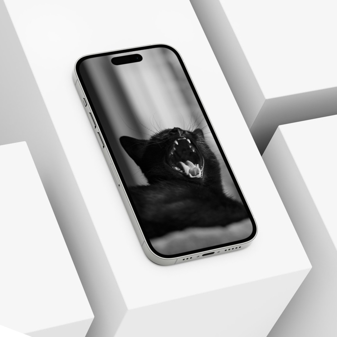 Cute Cat Animal Wallpaper Background Digital Picture, Adorable Pet Friend