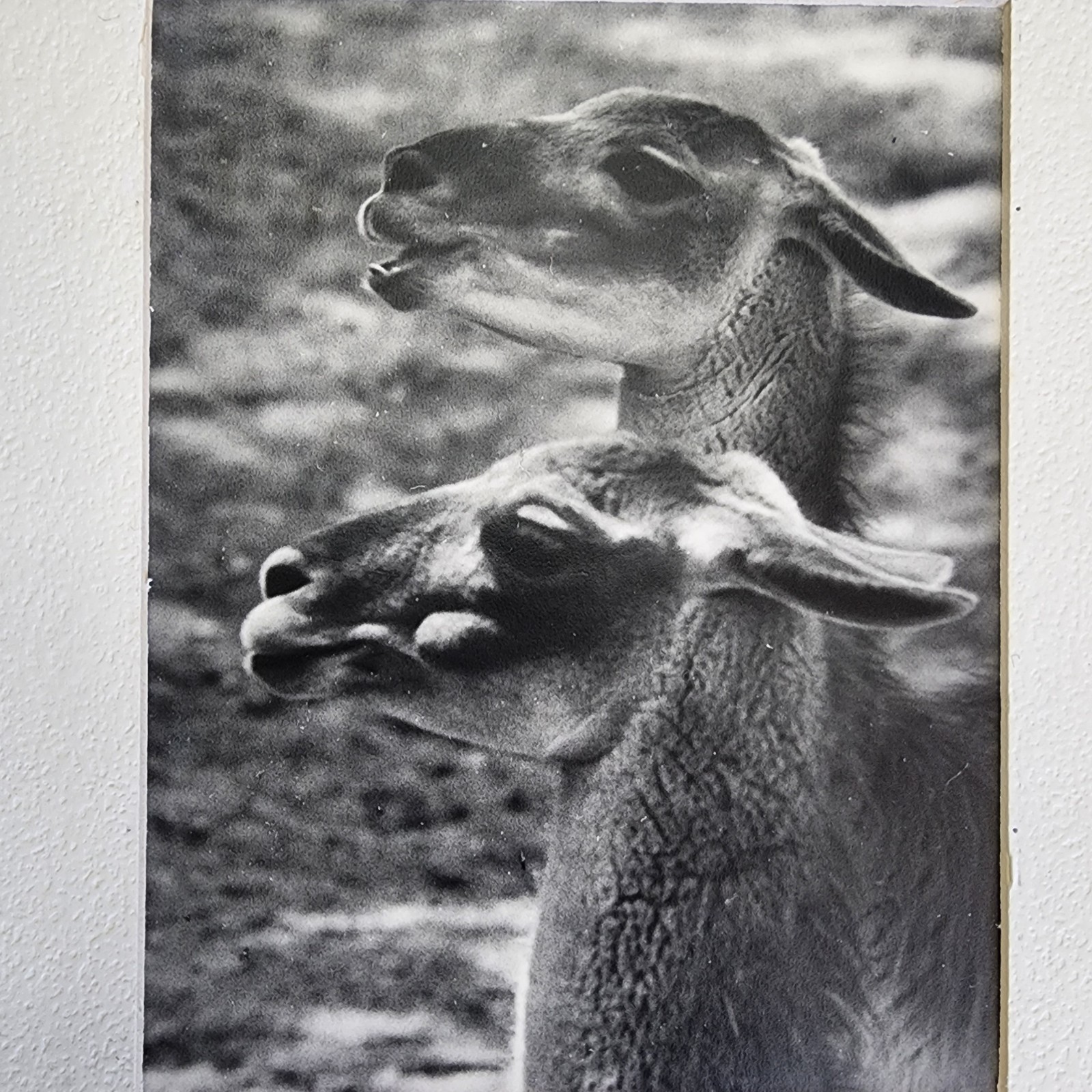 Art Photograph Two Llamas “Old Friends” Signed Rose Arizona Wildlife Photography