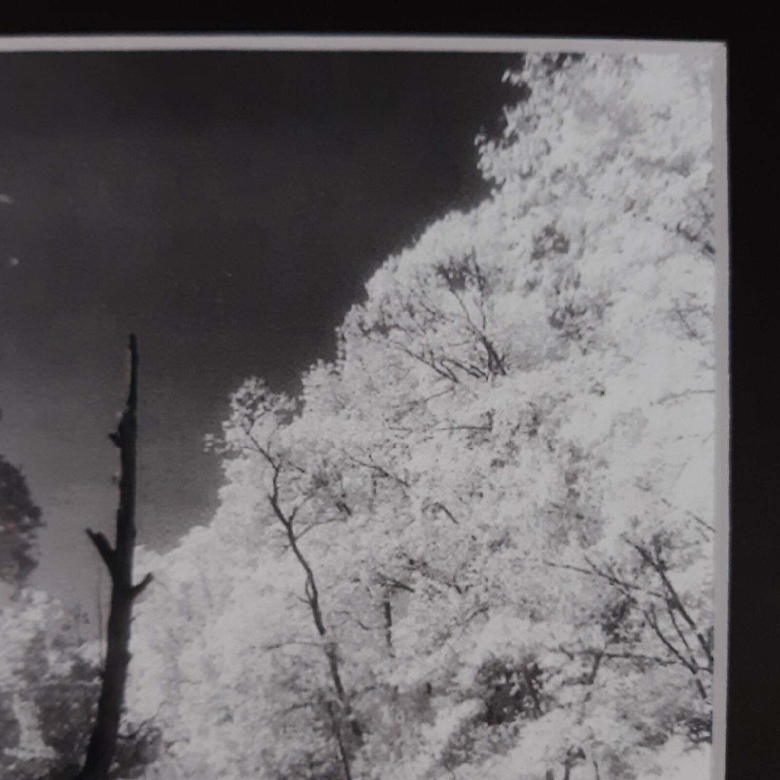 Black Mat Photo Landscape Park Infrared Photography Limited Ed 1/2 Signed Print