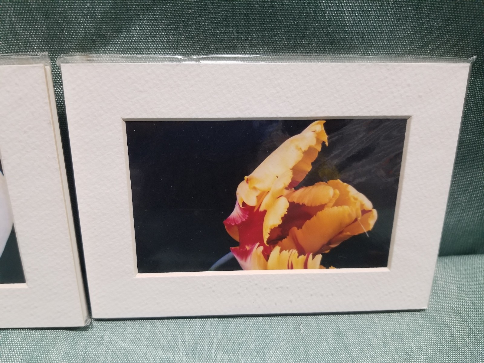 New Lot of 4 Matted 5×7 Photo Fine Art Print spring flower Tulip White Red