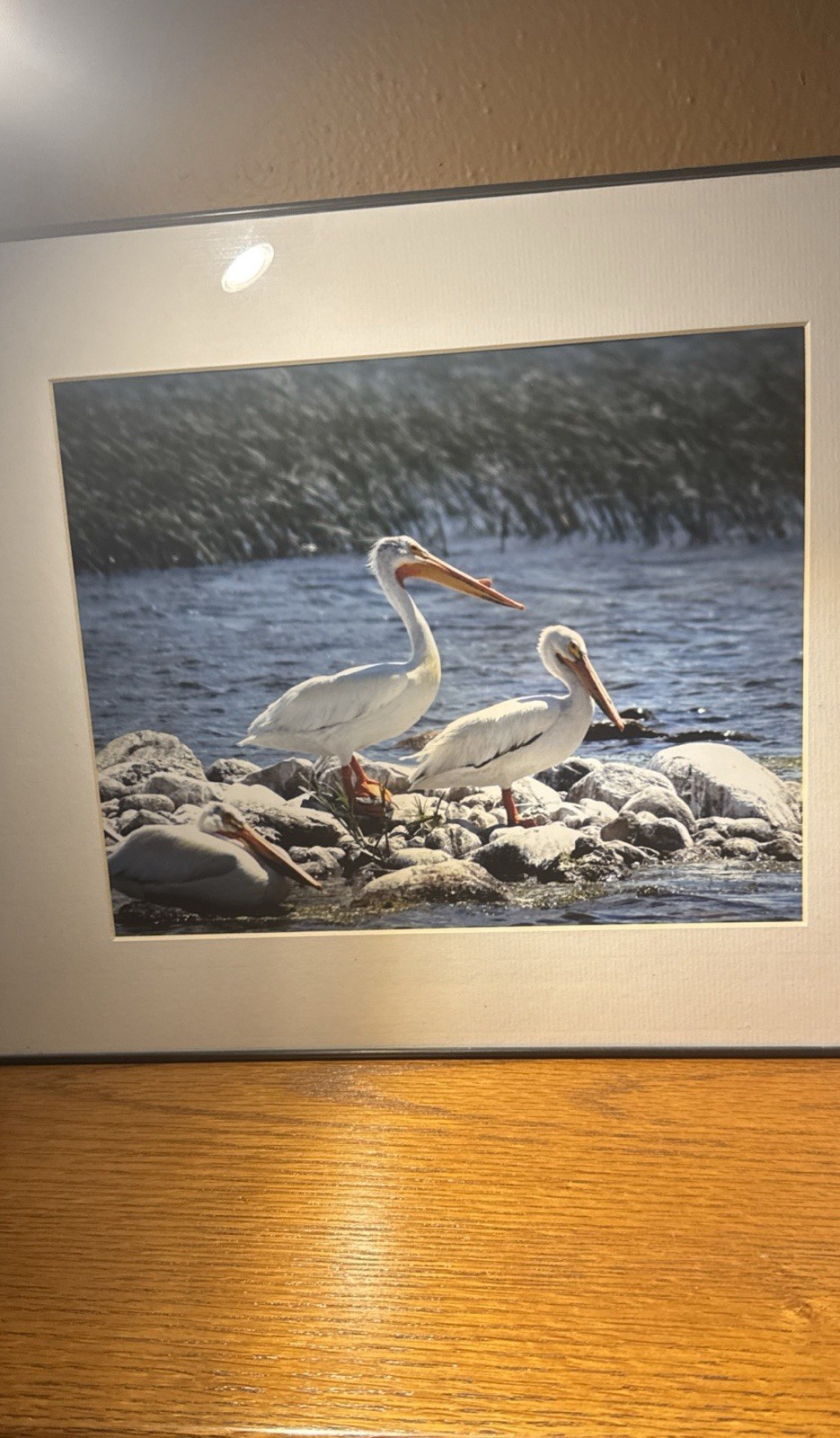 Matted Framed Wildlife Photography of Pelicans by Water, Landscape, Color