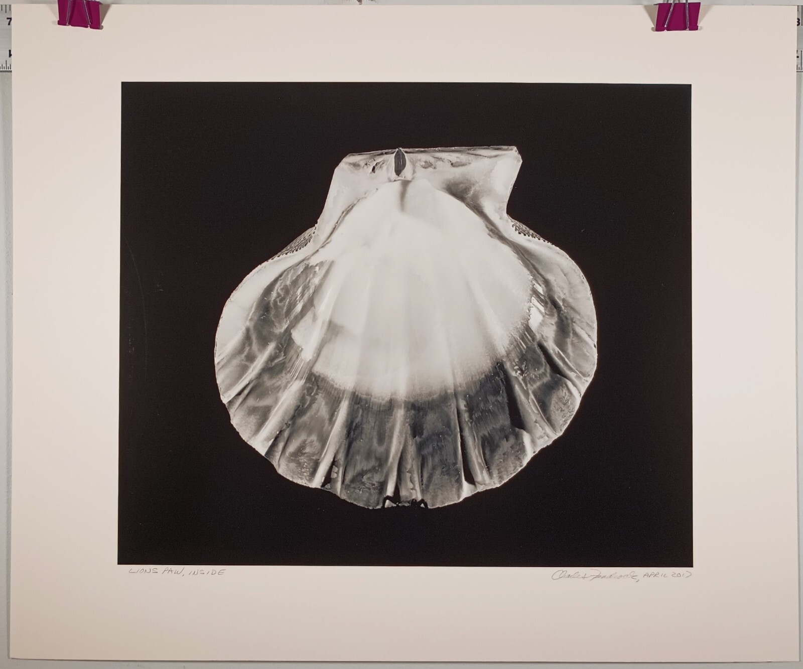 Charles Fendrock ‘Lions Paw, Inside’ Large Format Black & White Photograph