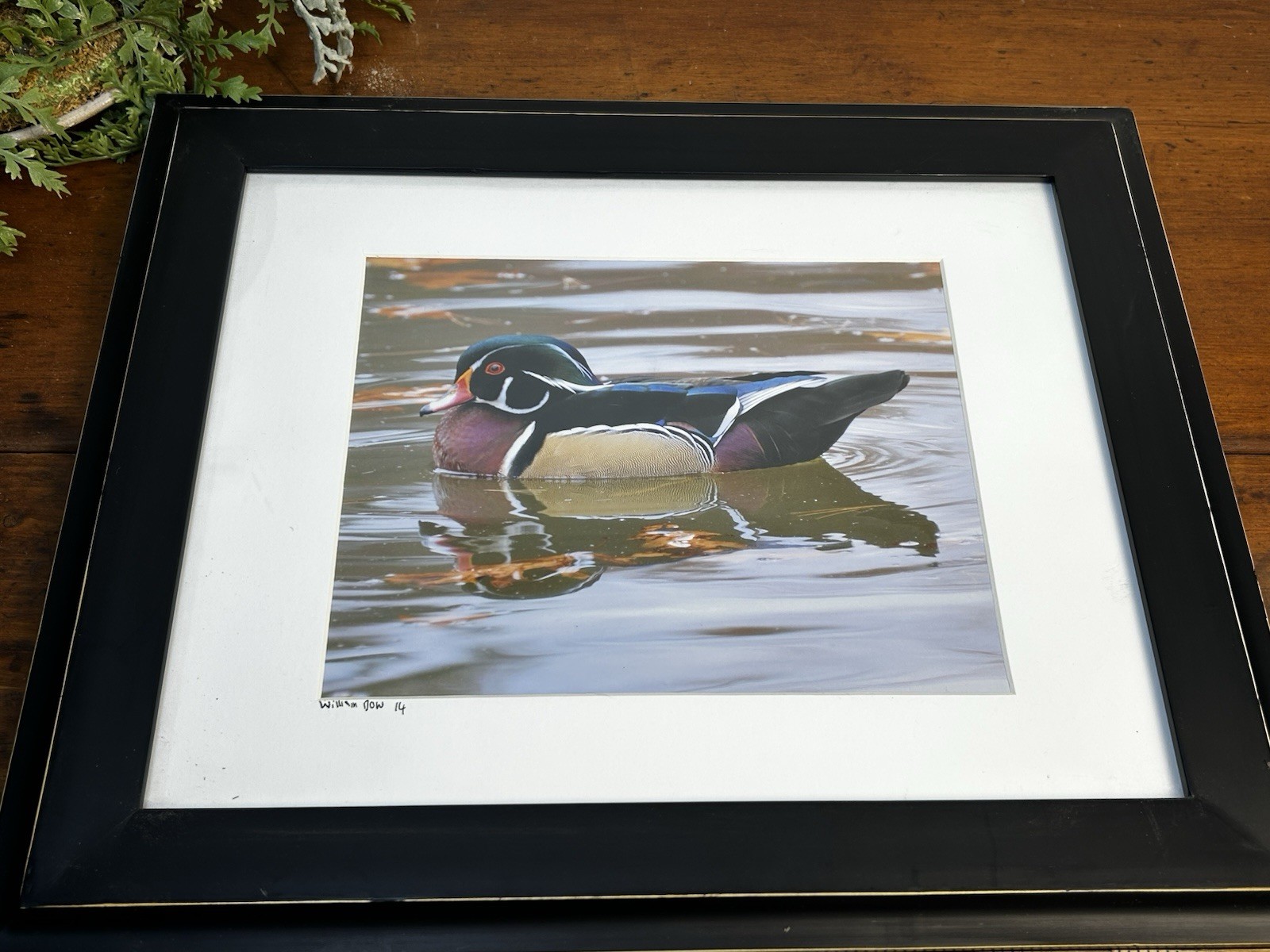 Male Wood Duck Signed Photograph William Dow 2014 Matted And Framed 17”x14”